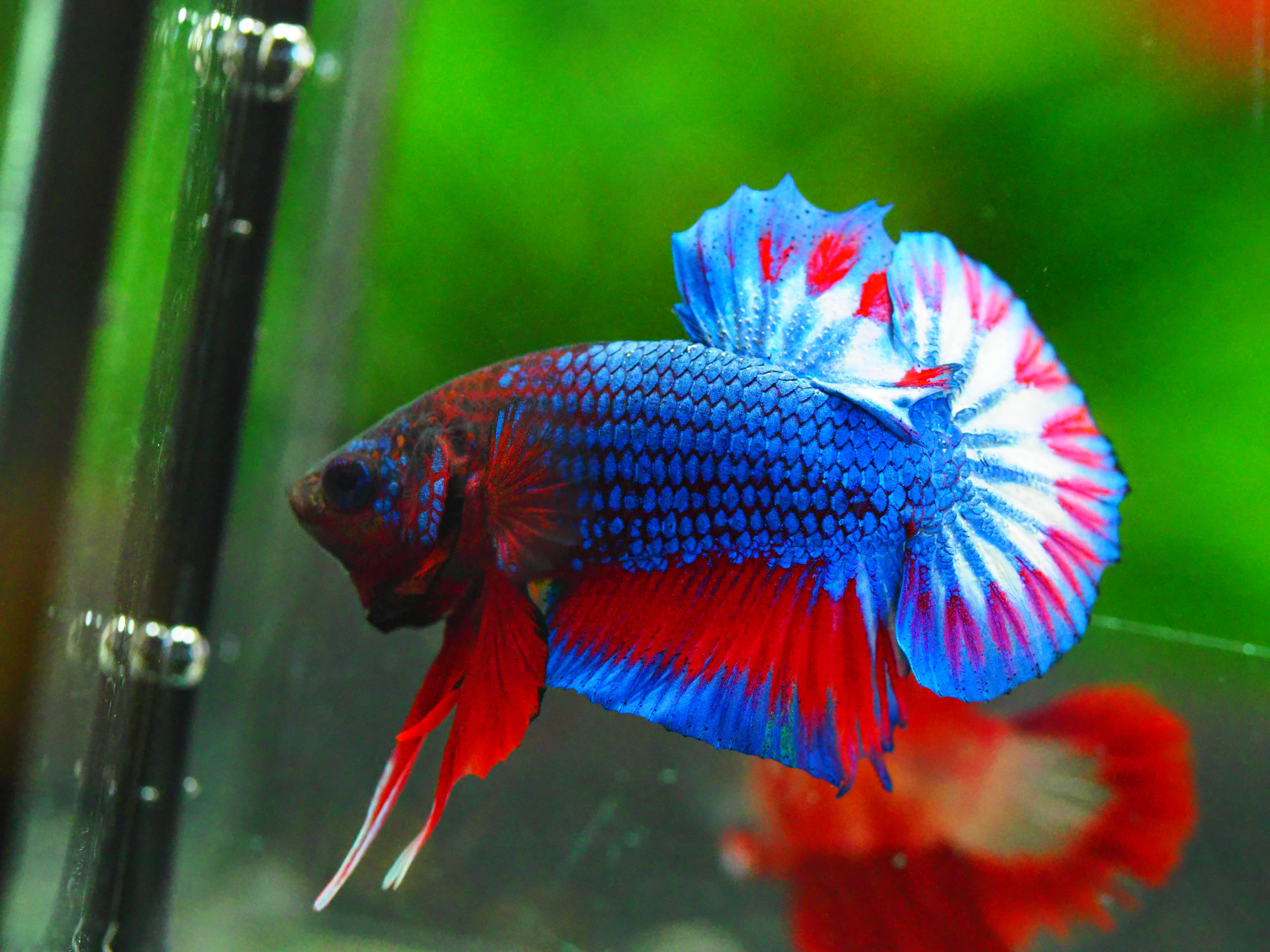 HMPK THAILAND MALE GRADE A +++