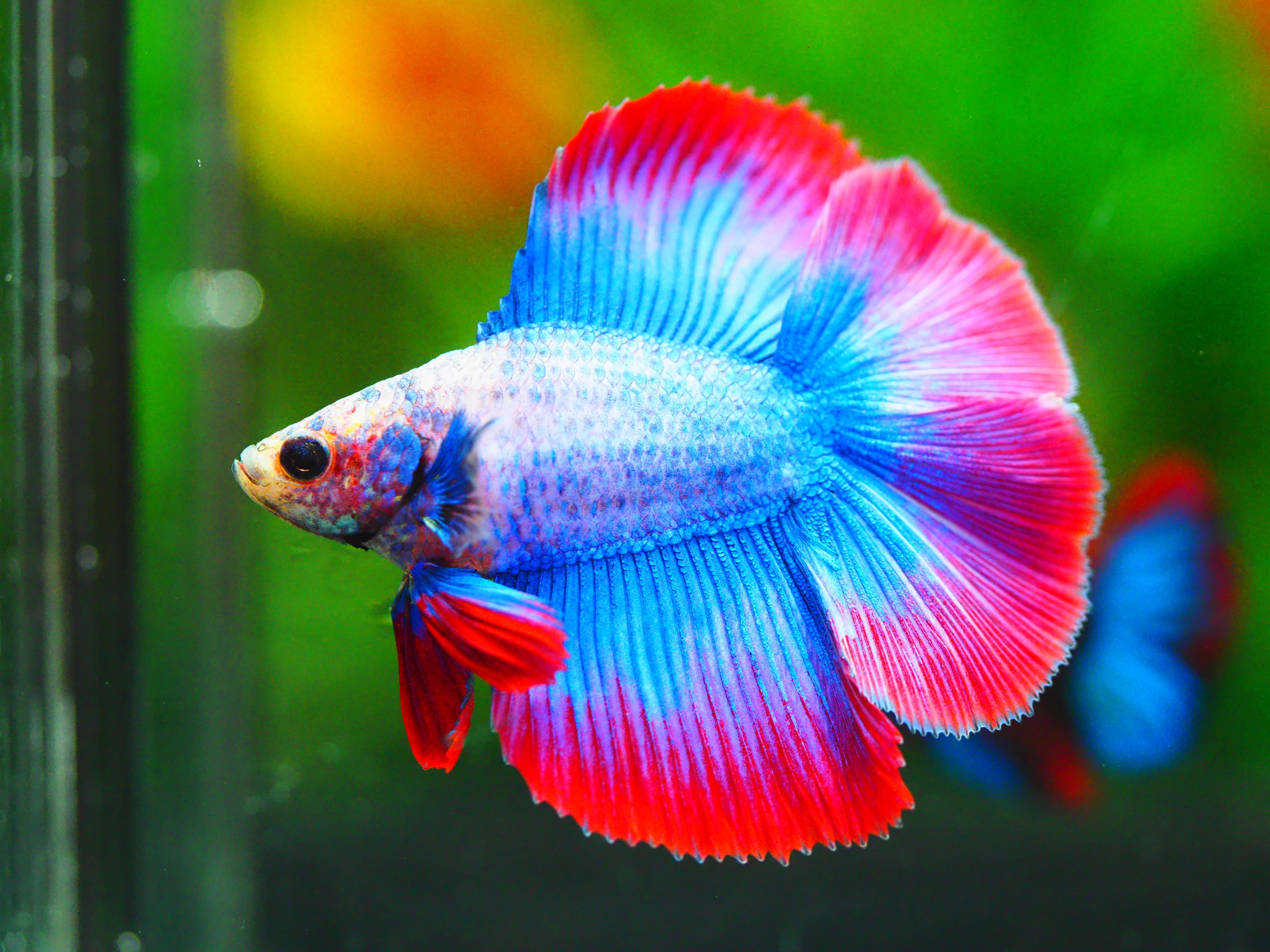 DT FANCY MALE GRADE A +++