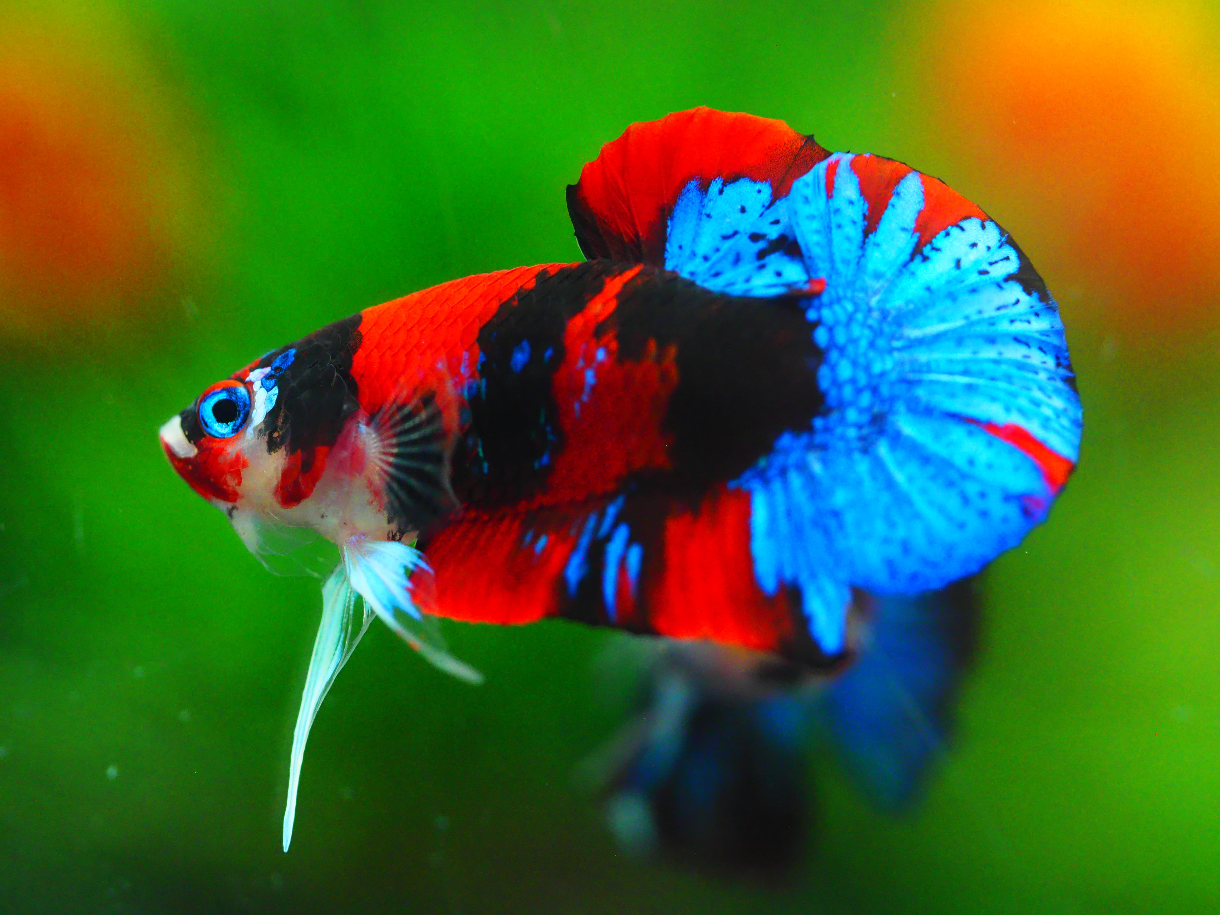 HMPK KOI GALAXY MALE GRADE A +++