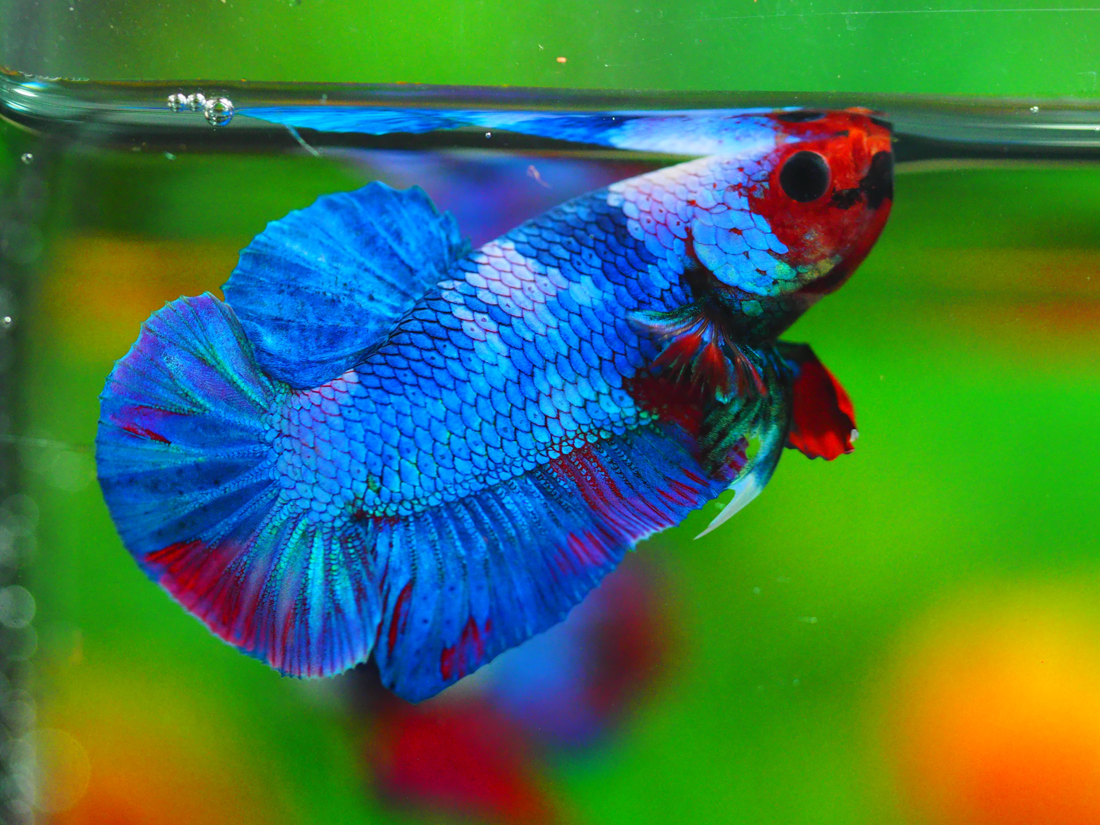 HMPK KOI GALAXY MALE GRADE A++