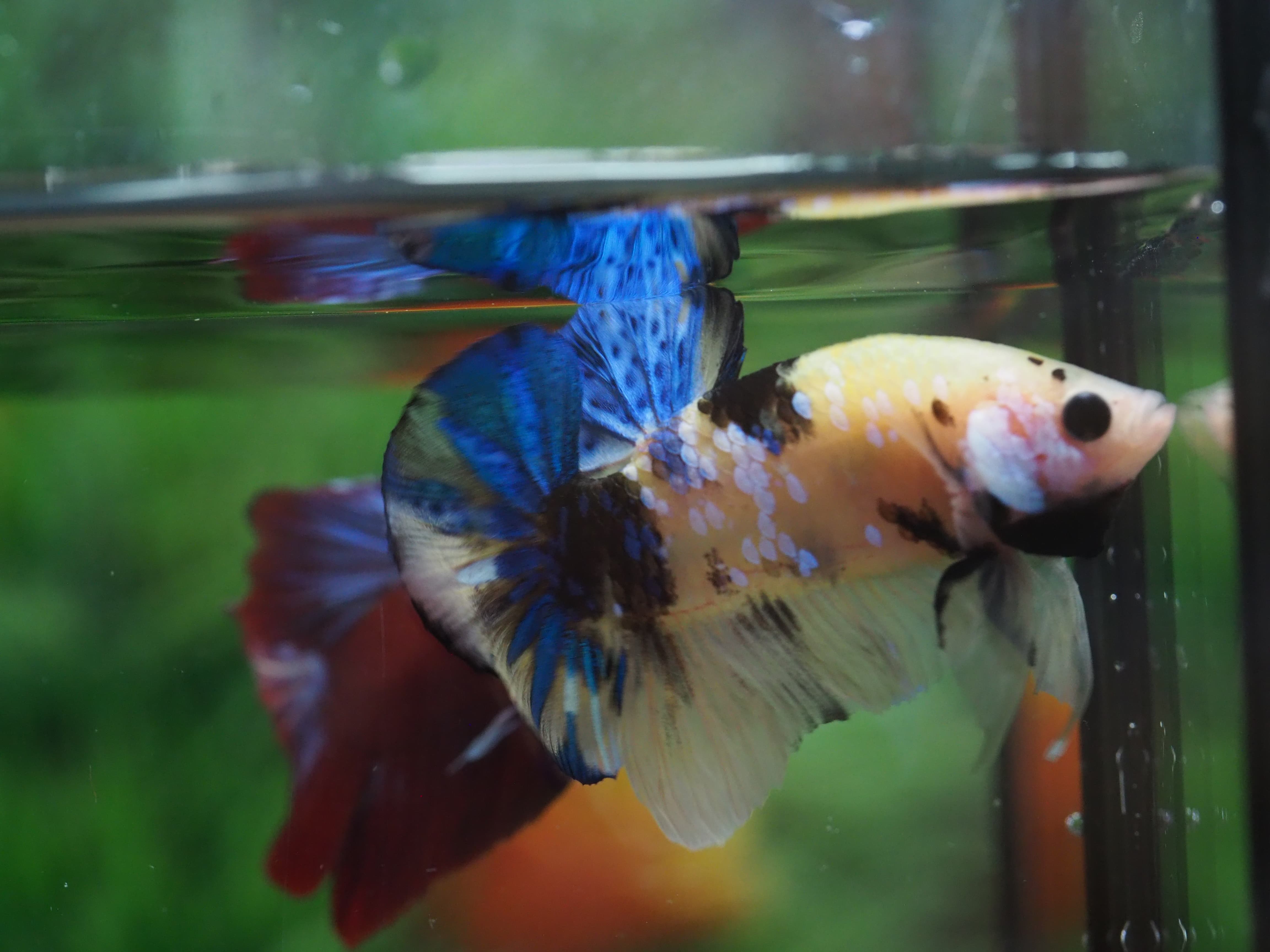 HMPK KOI YELLOW MALE GRADE A+++