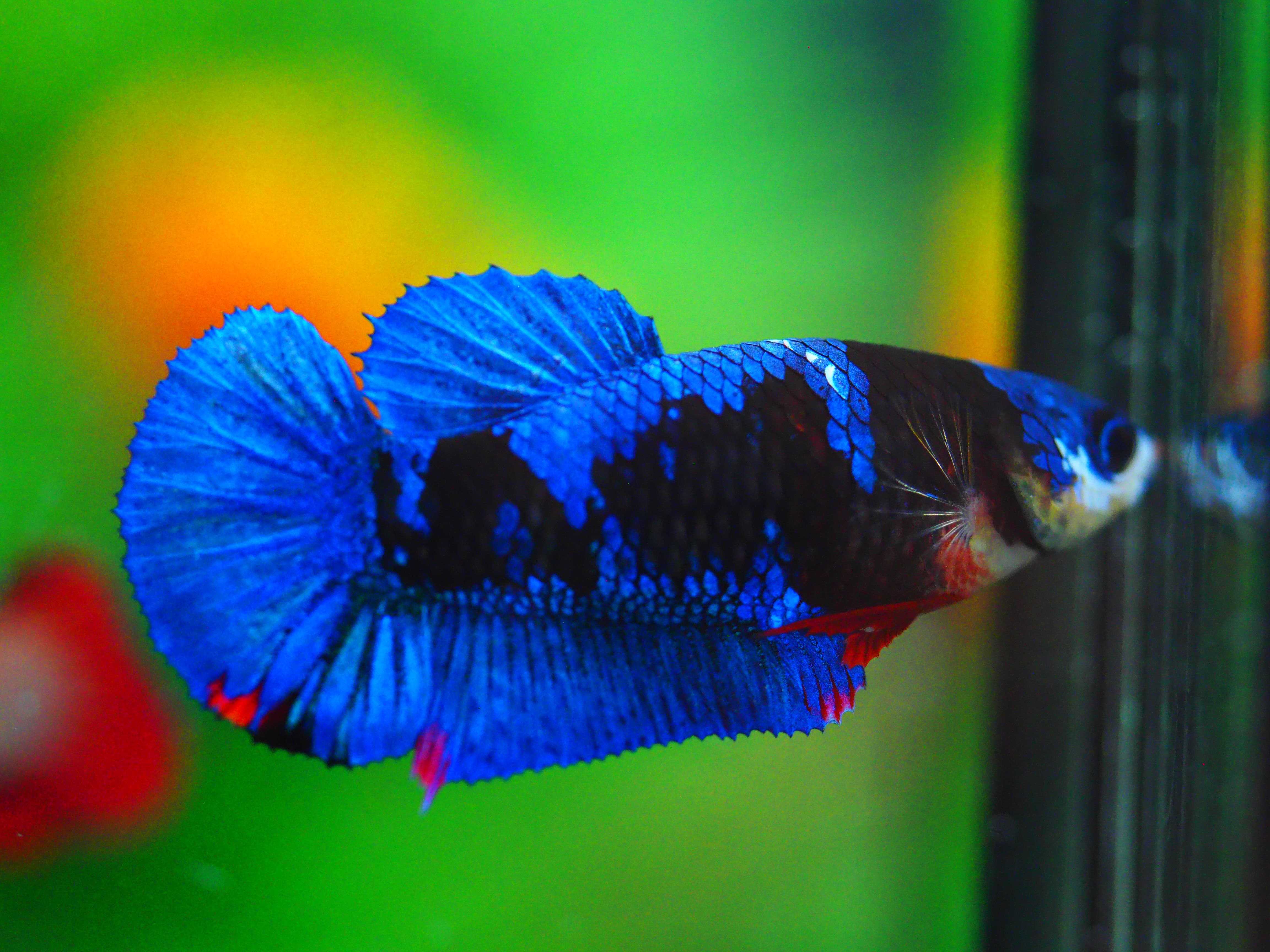 HMPK KOI GALAXY FEMALE GRADE A +++