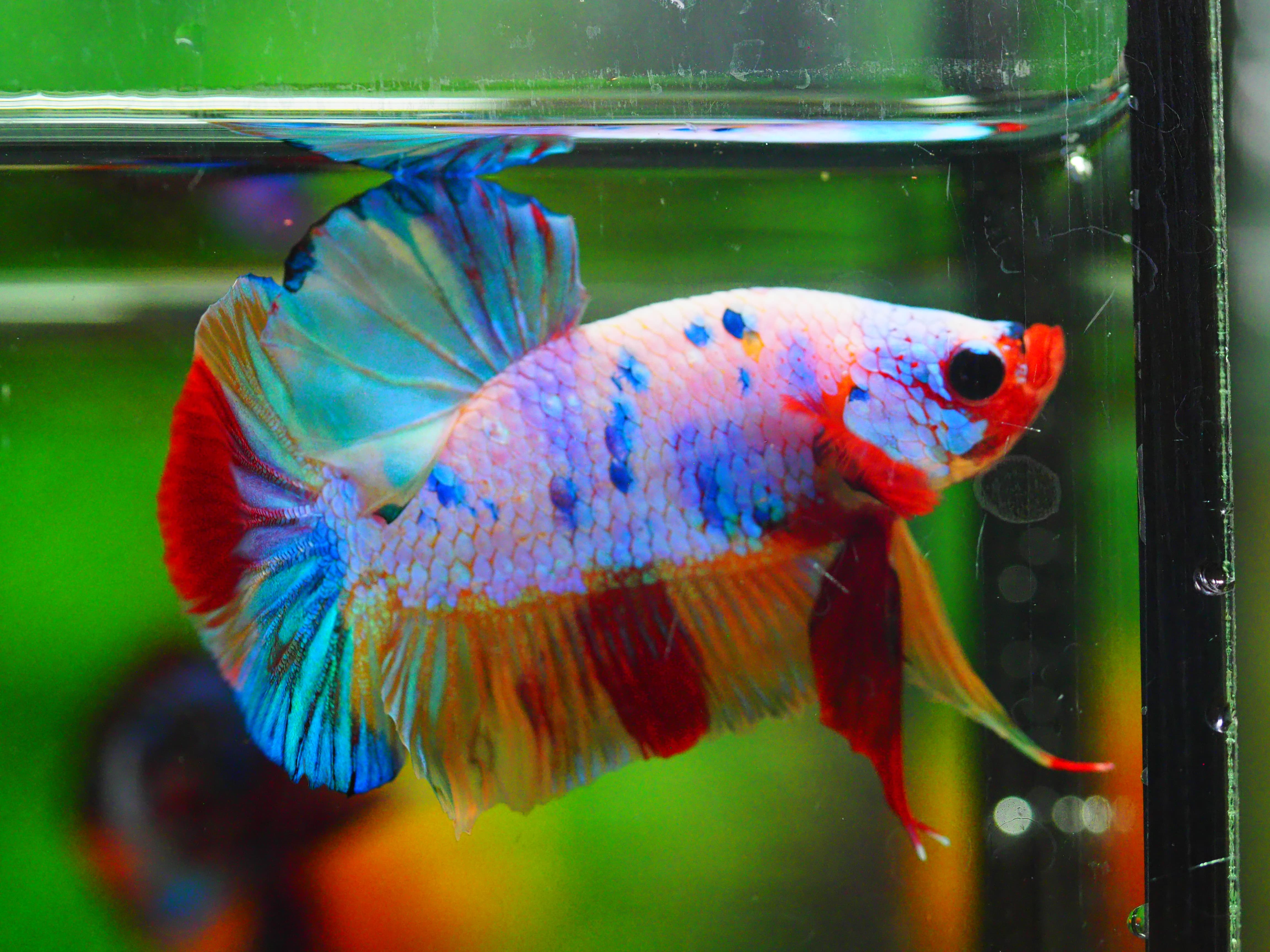 HMPK CANDY MALE GRADE A +++