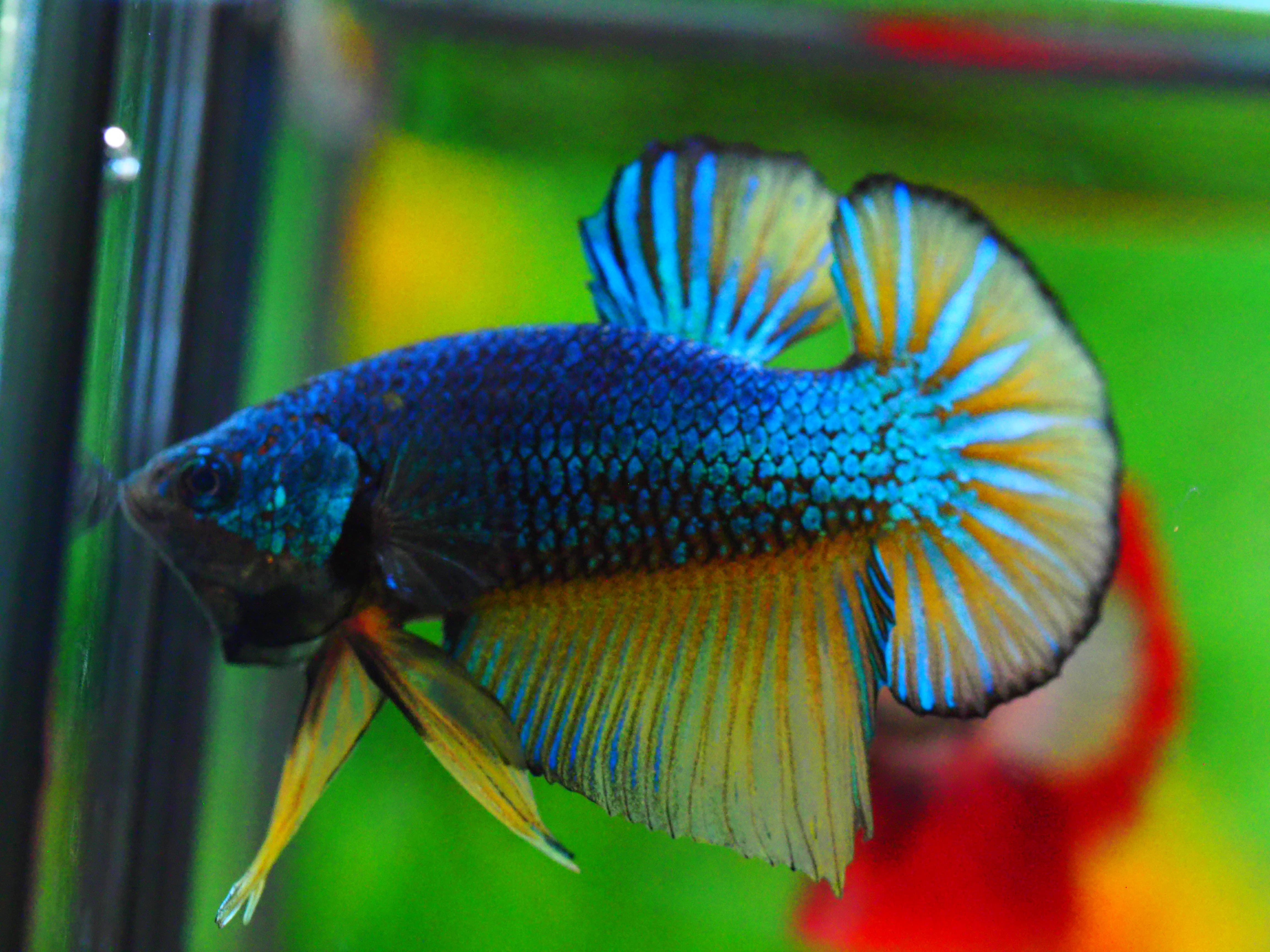 HMPK FANCY MALE GRADE A +++