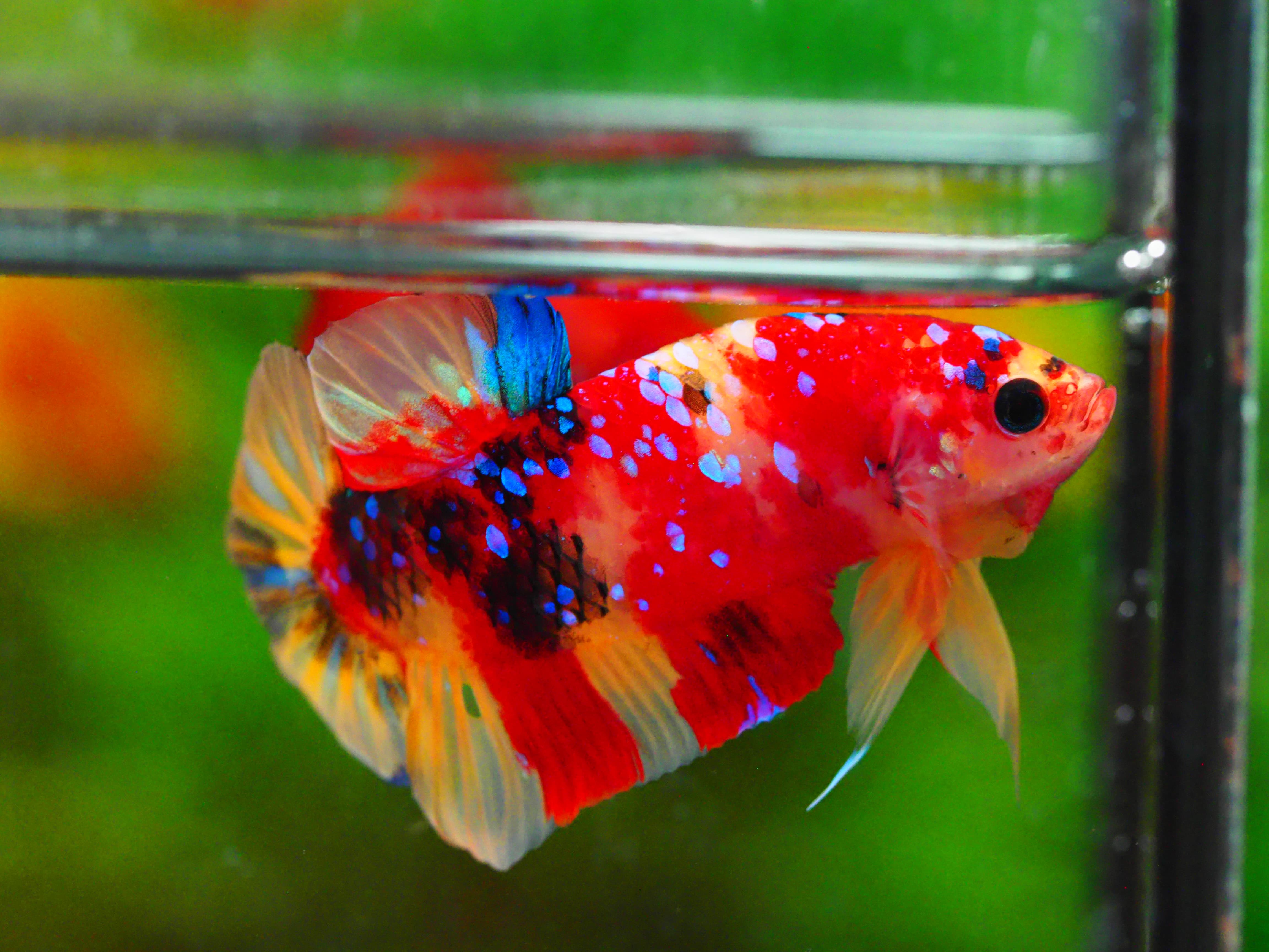 HMPK NEMO GALAXY MALE GRADE A +++