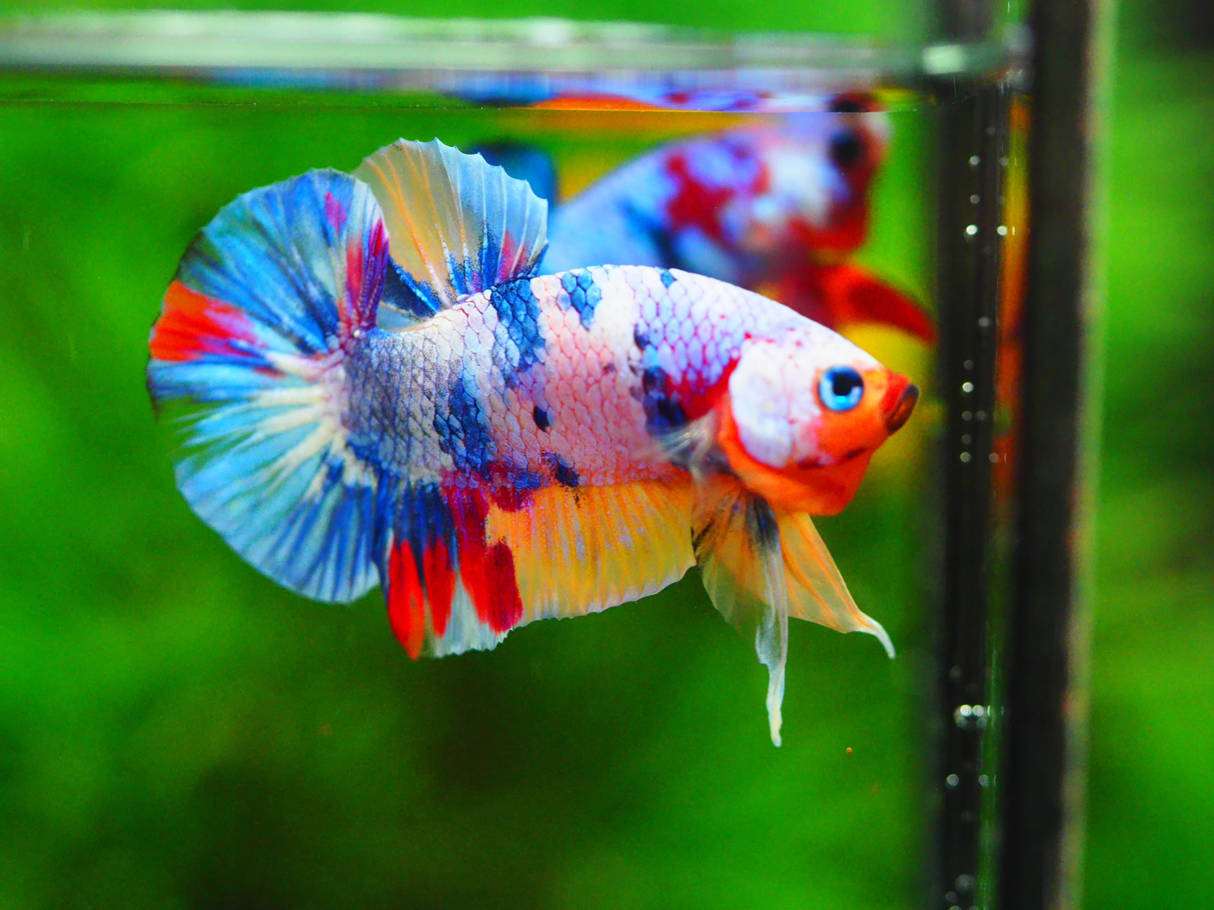 HMPK MUNTICOLOR MALE GRADE A +++