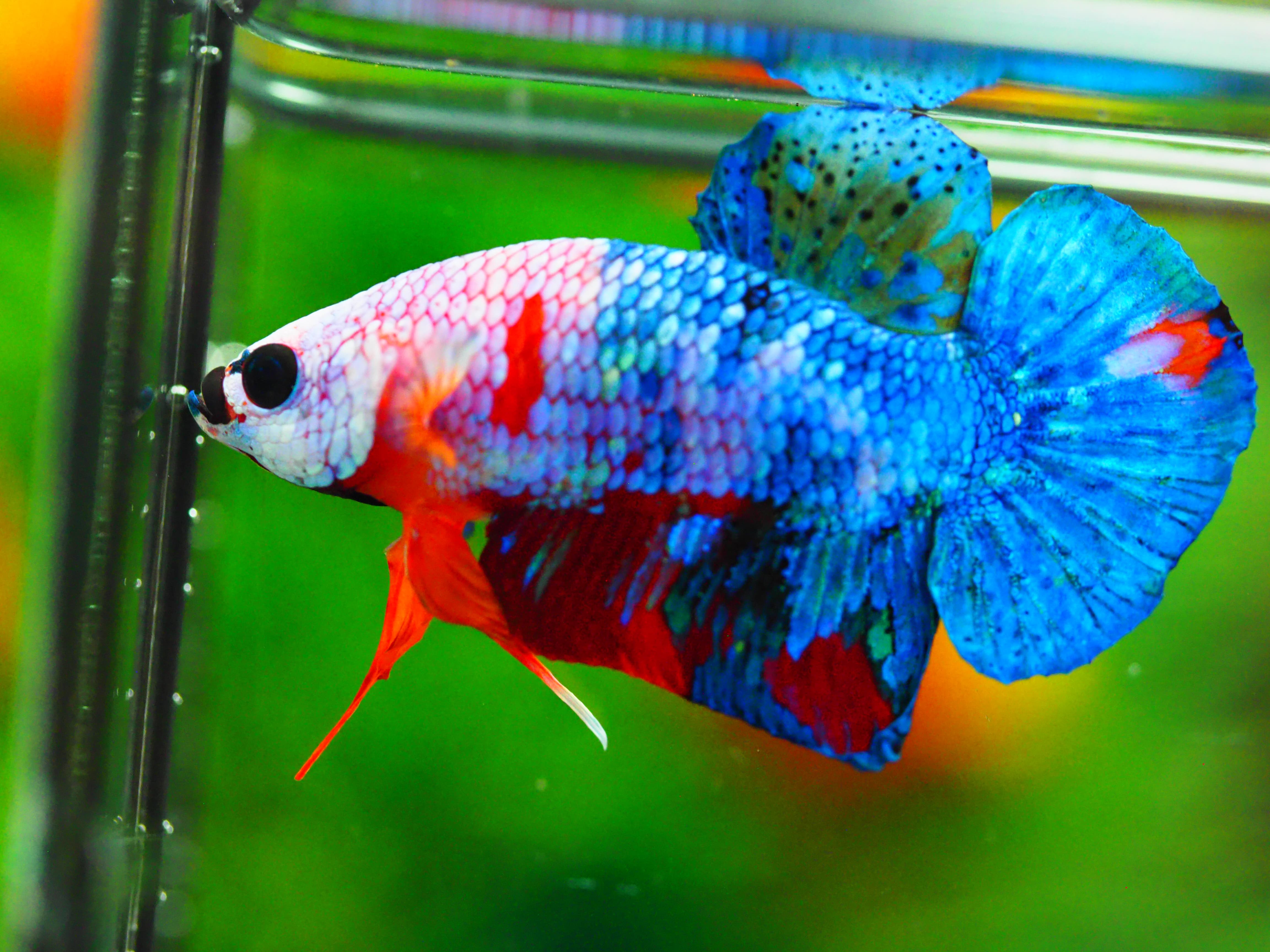 HMPK KOI GALAXY MALE GRADE A +++