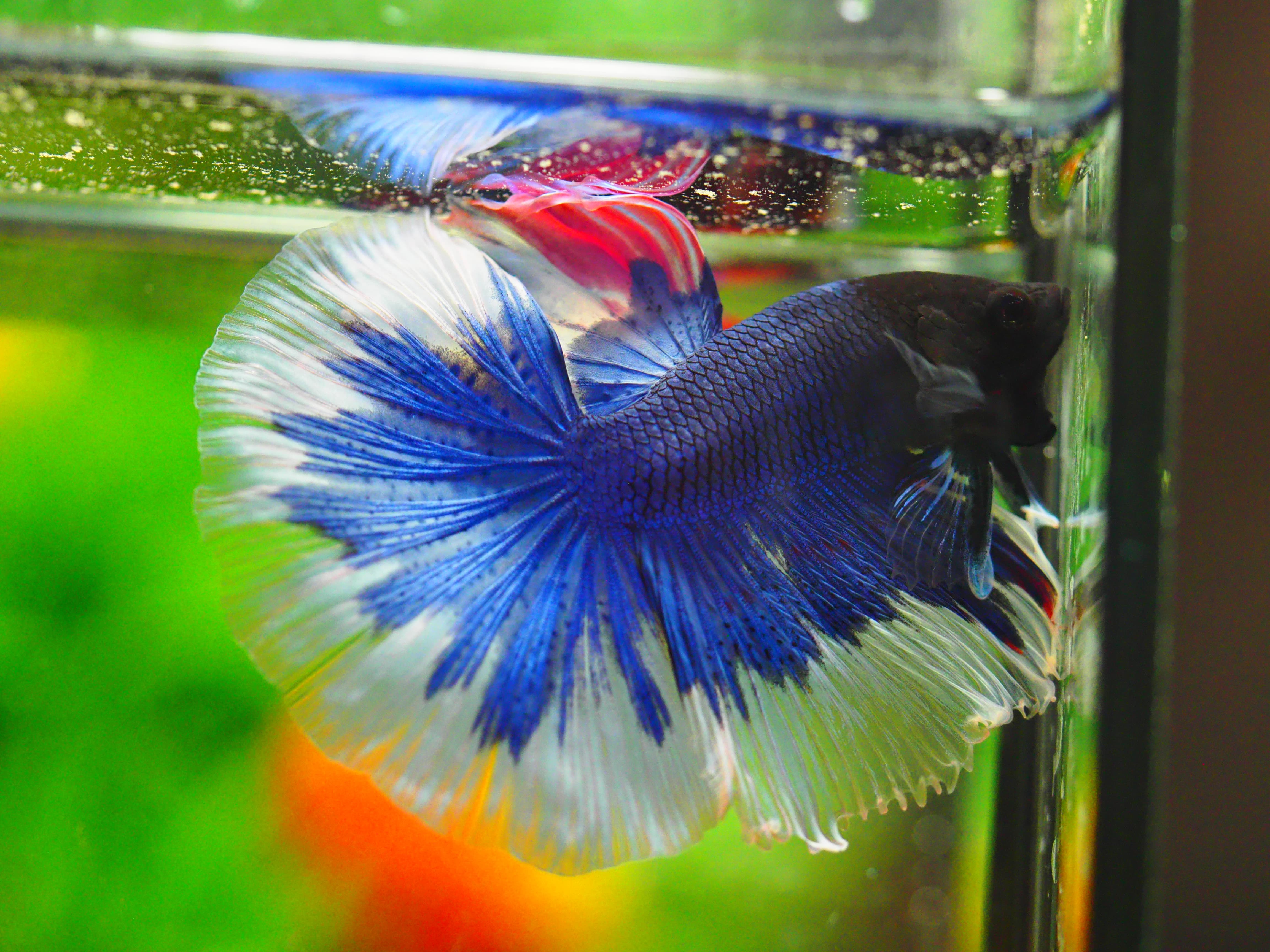 HM FANCY MALE GRADE A +++