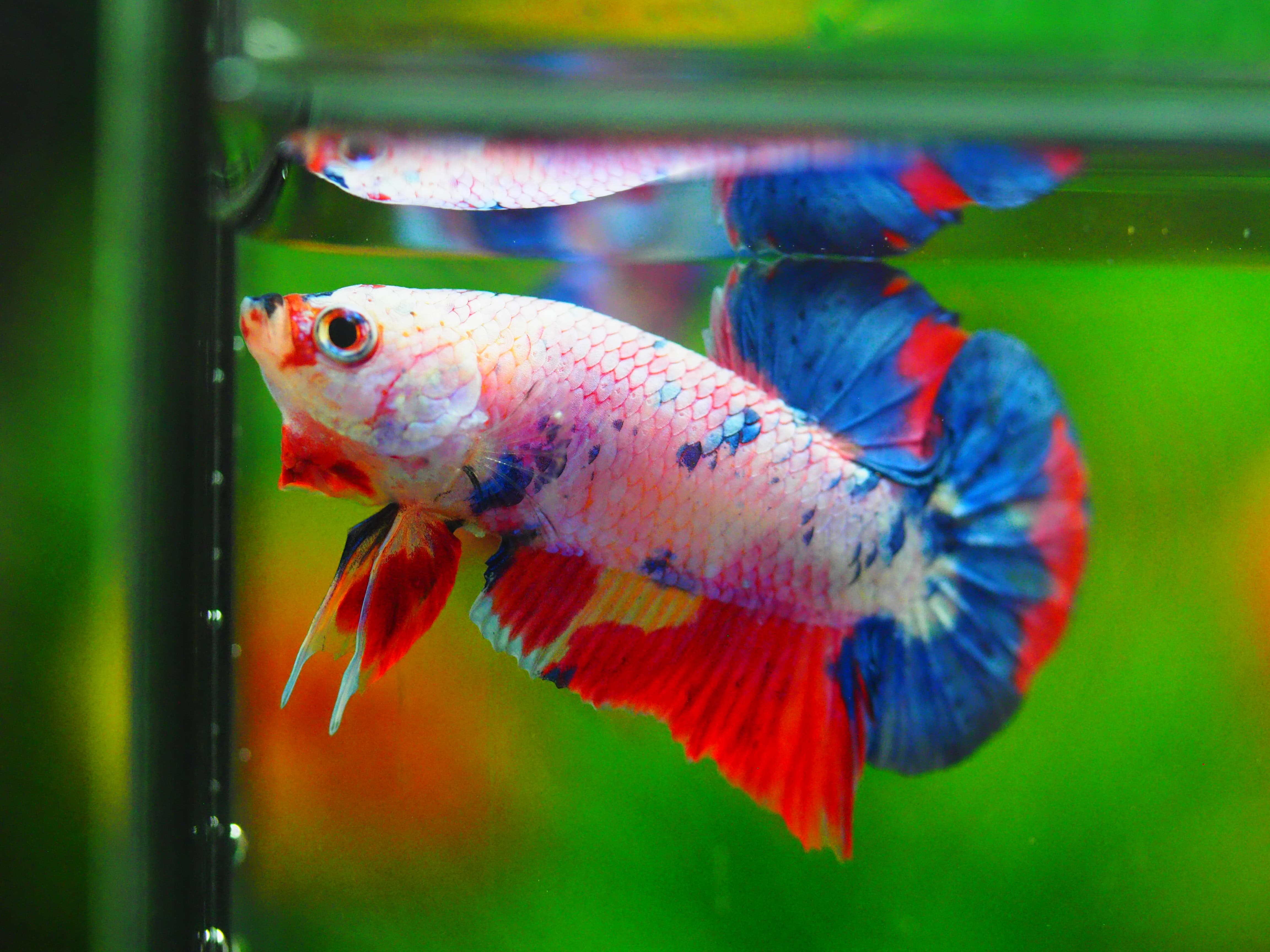 HMPK CANDY MALE GRADE A++