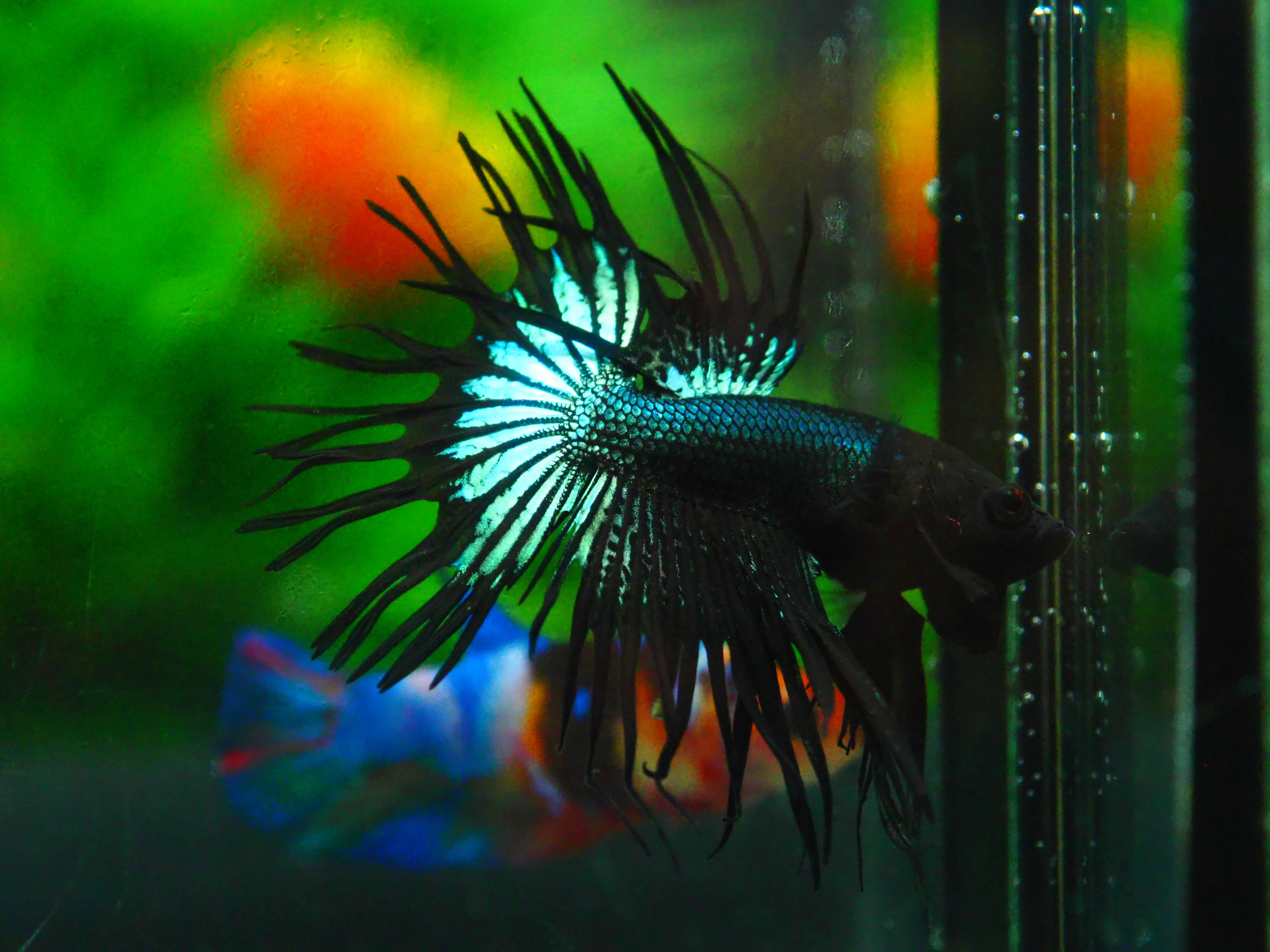 CT BLACK MALE GRADE A +++