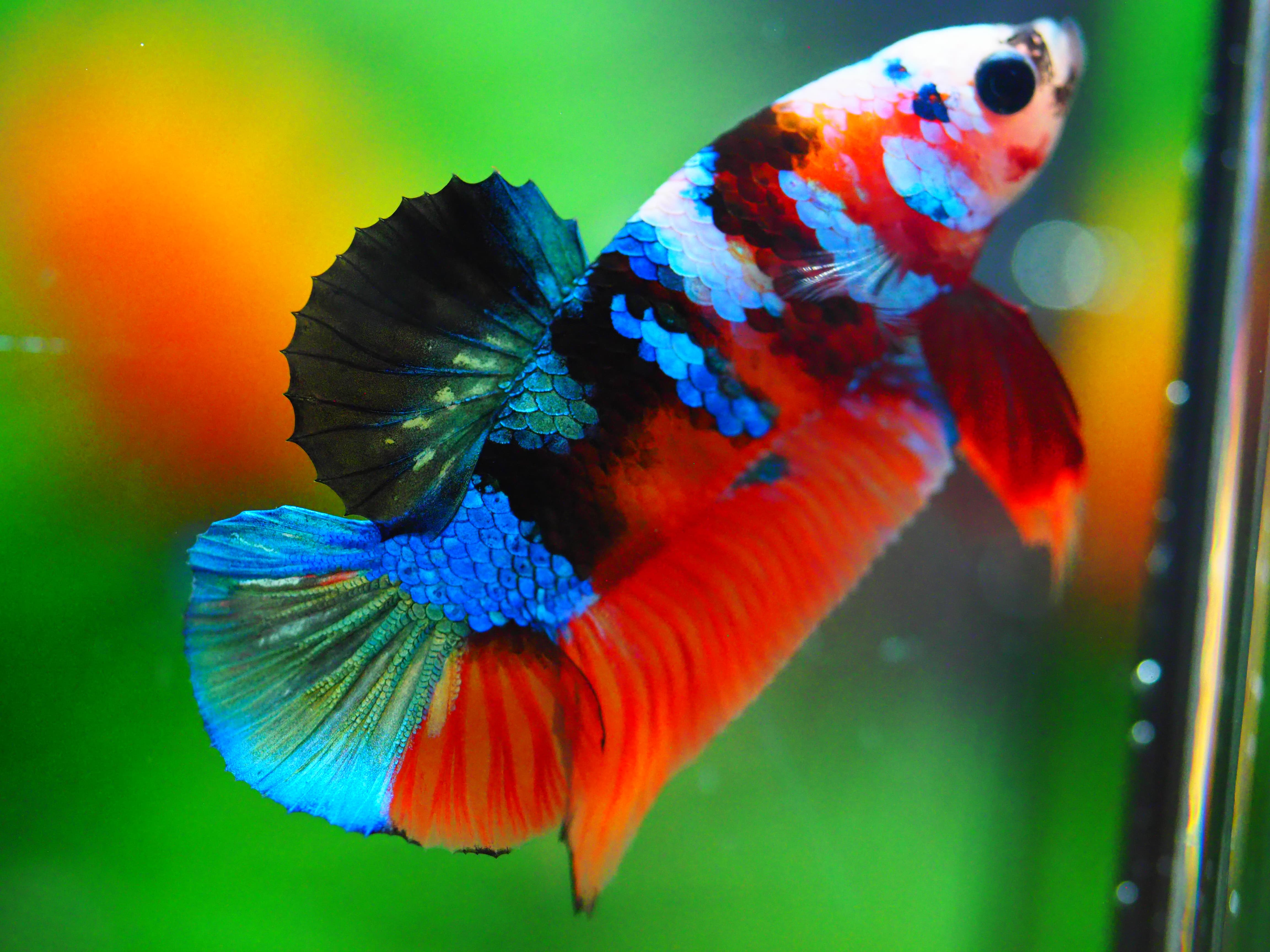 HMPK NEMO GALAXY MALE GRADE A +++