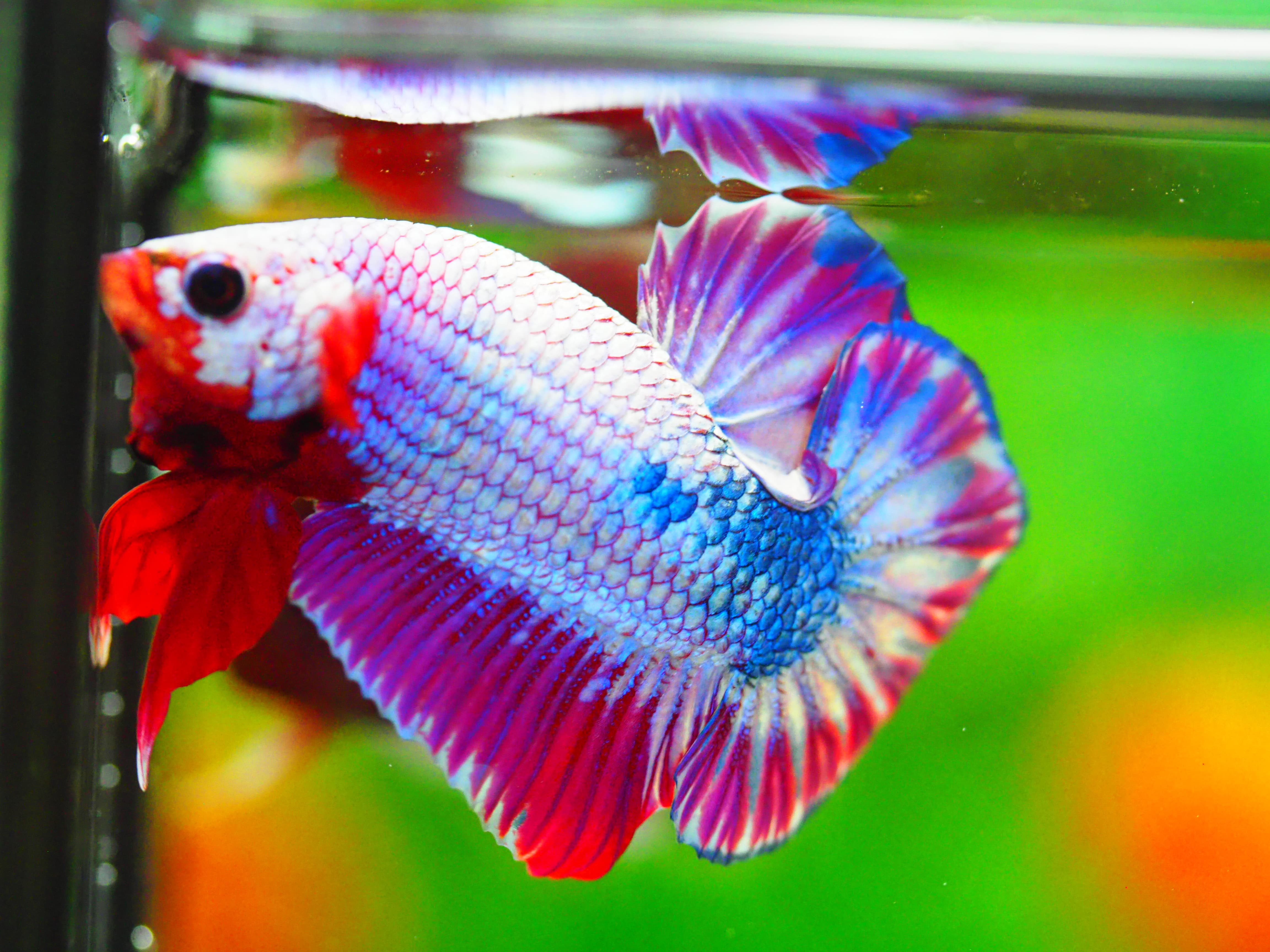 HMPK FANCY MALE GRADE A +++