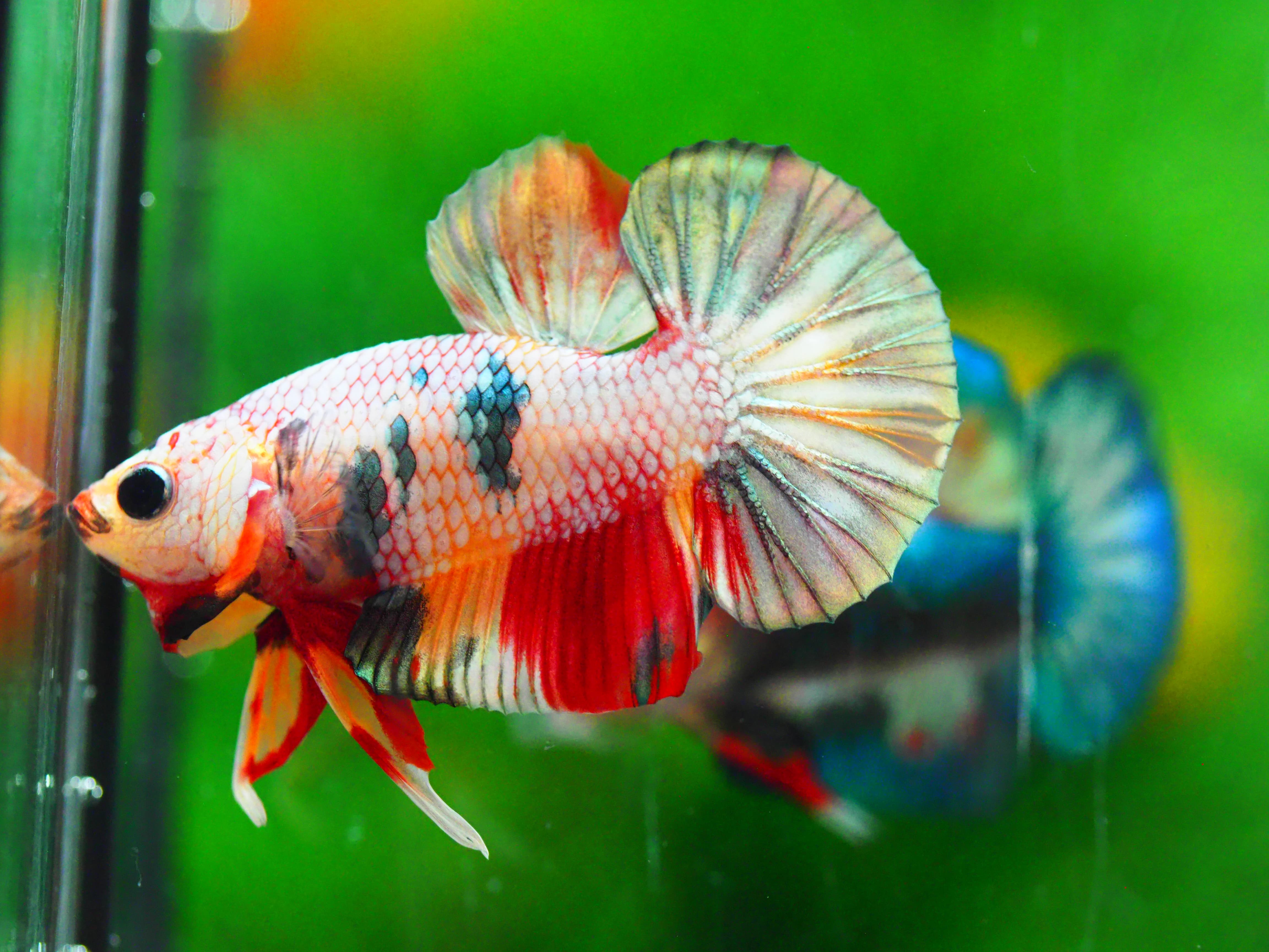 HMPK COPPERCFANCY MALE GRADE A +++