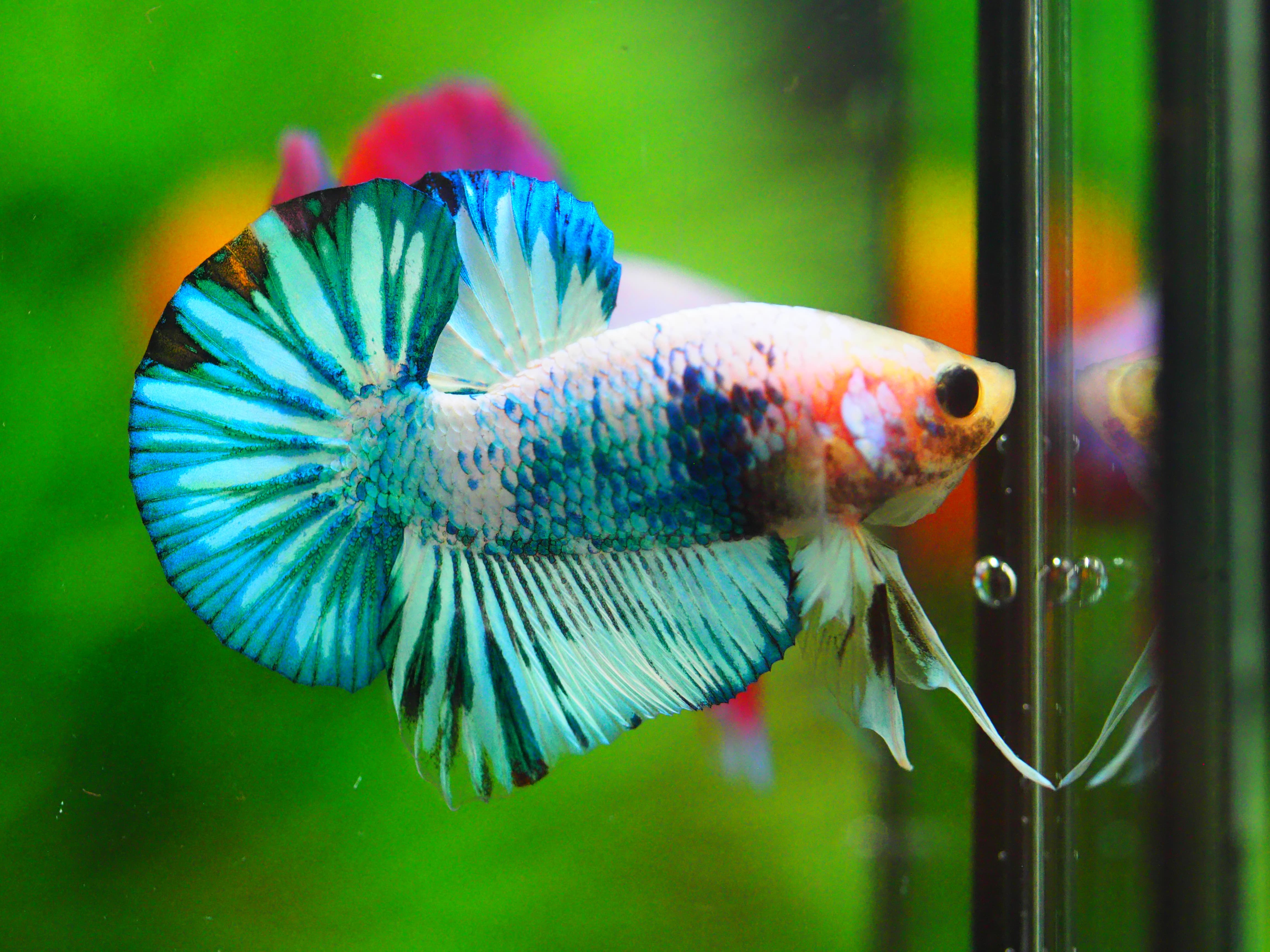 HMPK FANCY MALE GRADE A +++