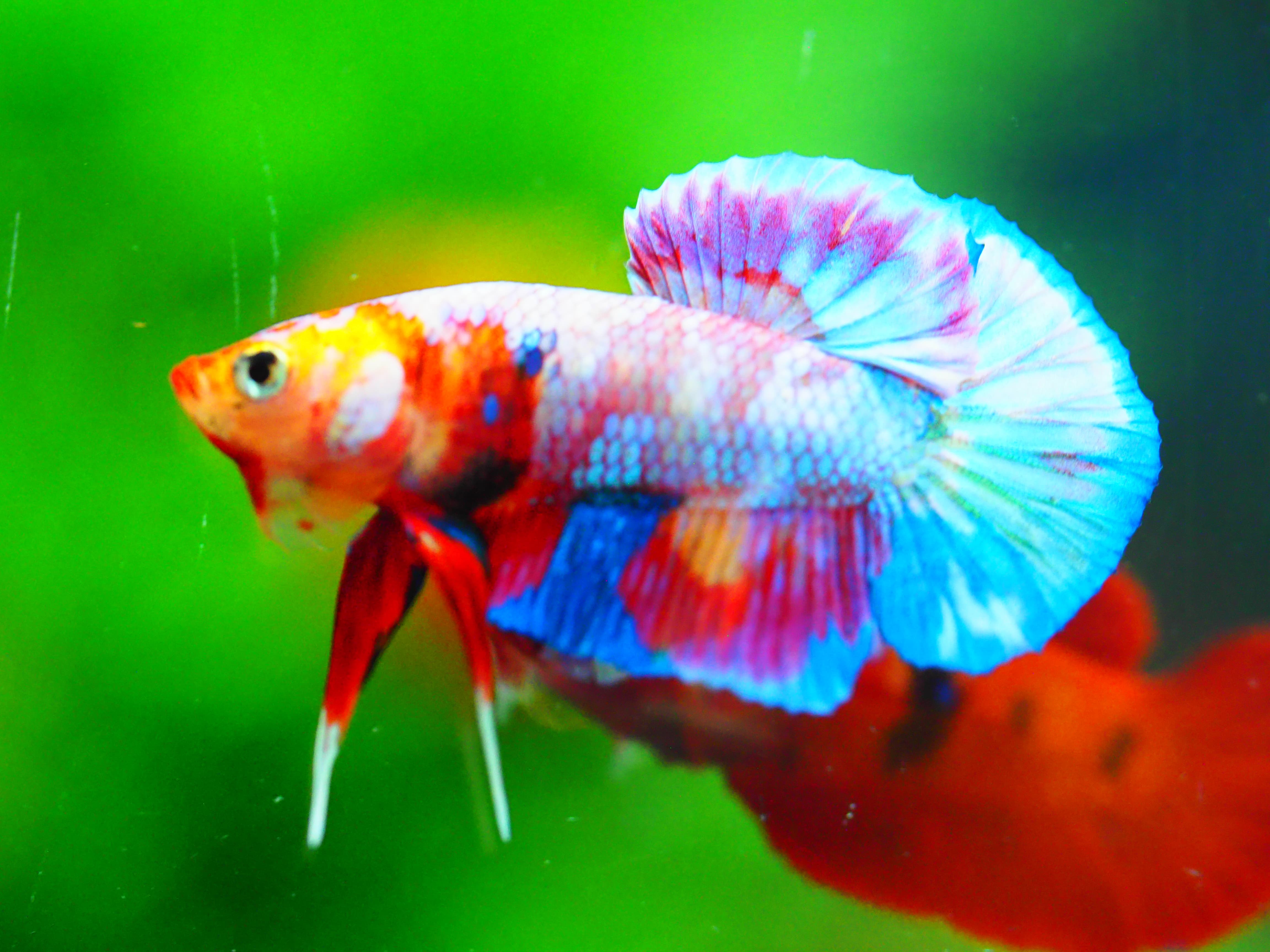 HMPK NEMO GALAXY MALE GRADE A +++