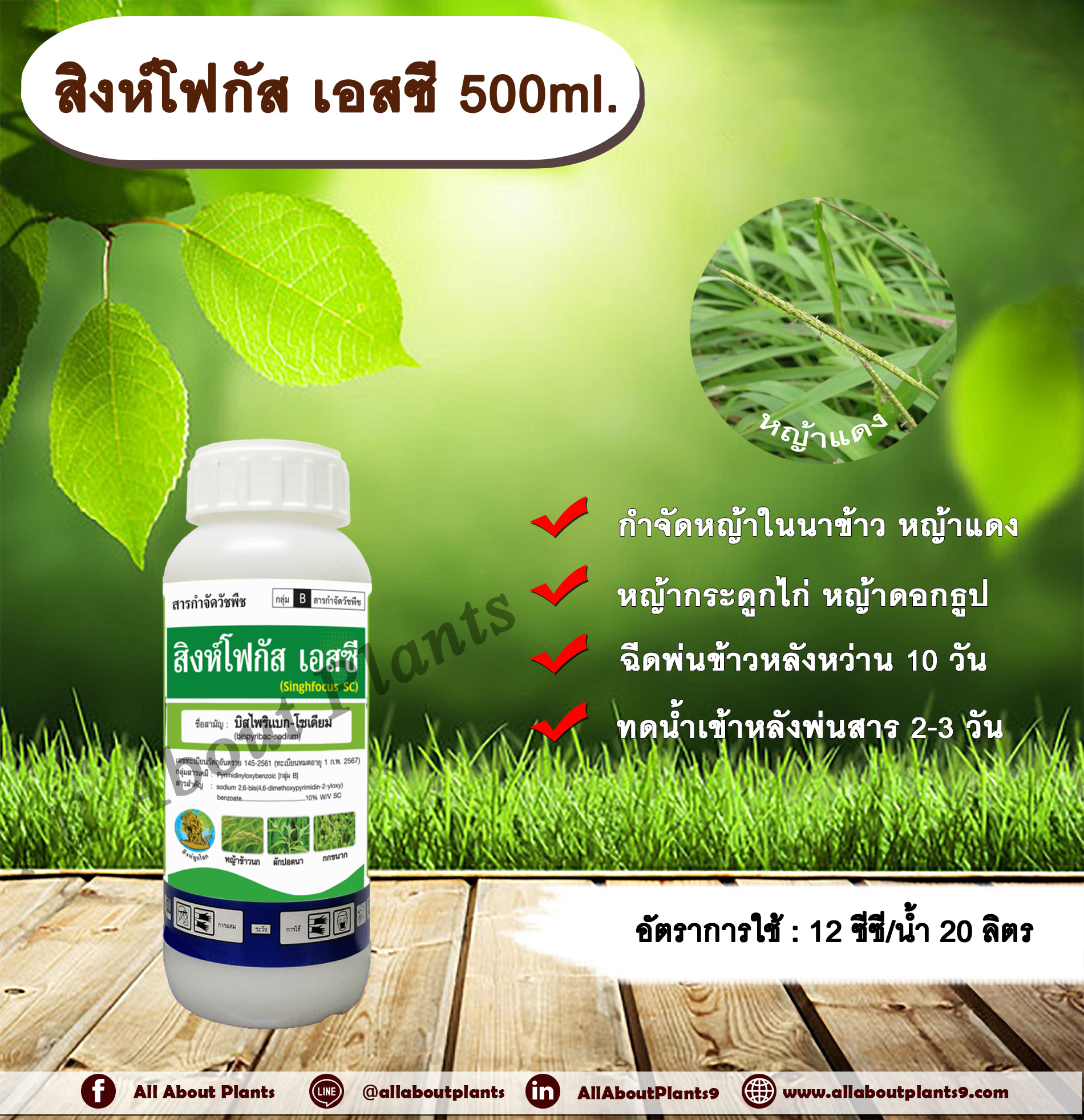 สิงห์โฟกัส เอสซี 500ml.บิสไพริแบกโซเดียม สารกำจัดวัชพืช กำจัดหญ้า ในนาข้าว กำจัดหญ้าแดง หญ้ากระดูกไก่ หญ้าดอกธูป หญ้าดอกต่อ หญ้าเดือย allaboutplants ชิ้น
