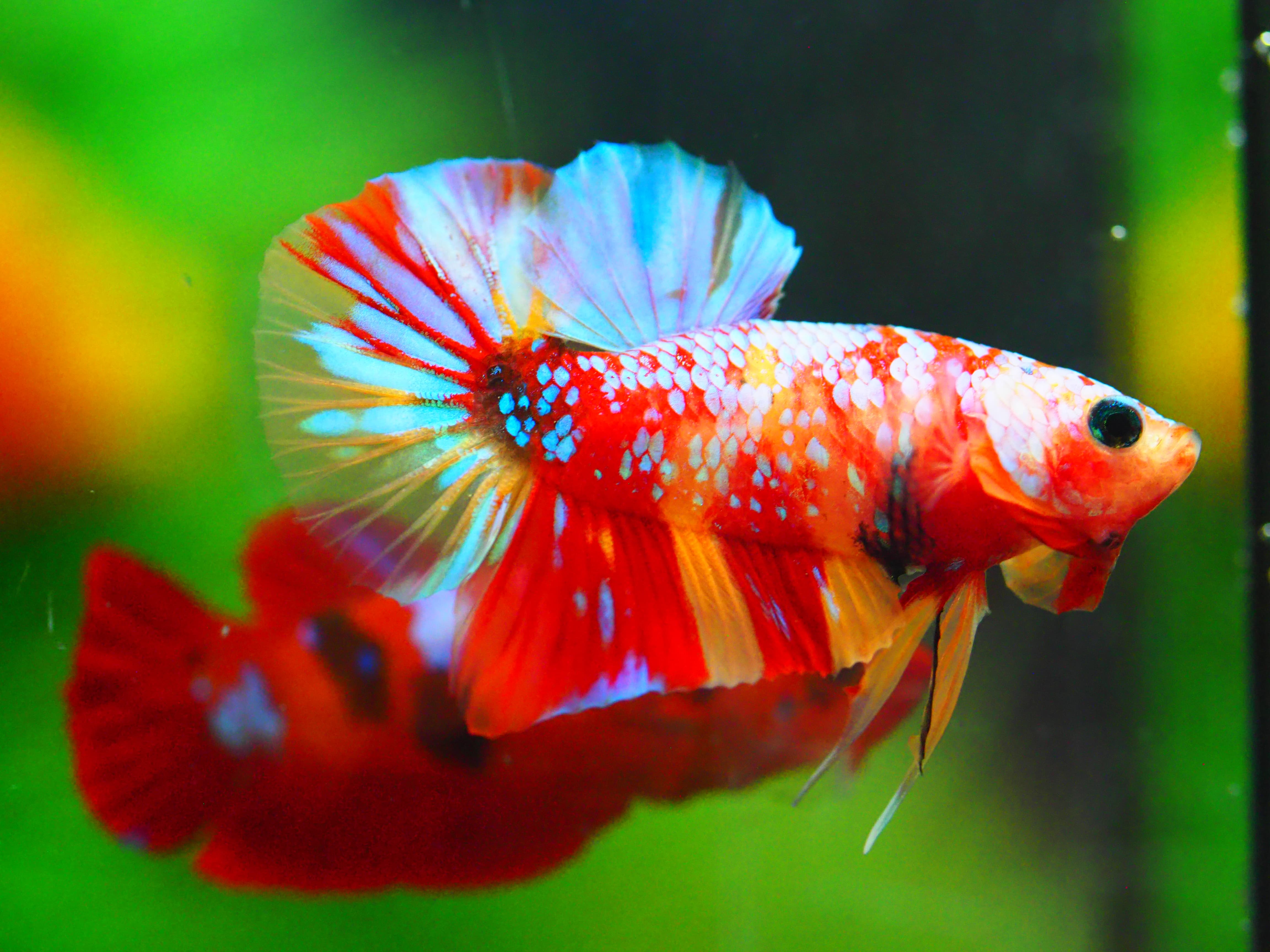 HMPK NEMO GALAXY MALE GRADE A +++