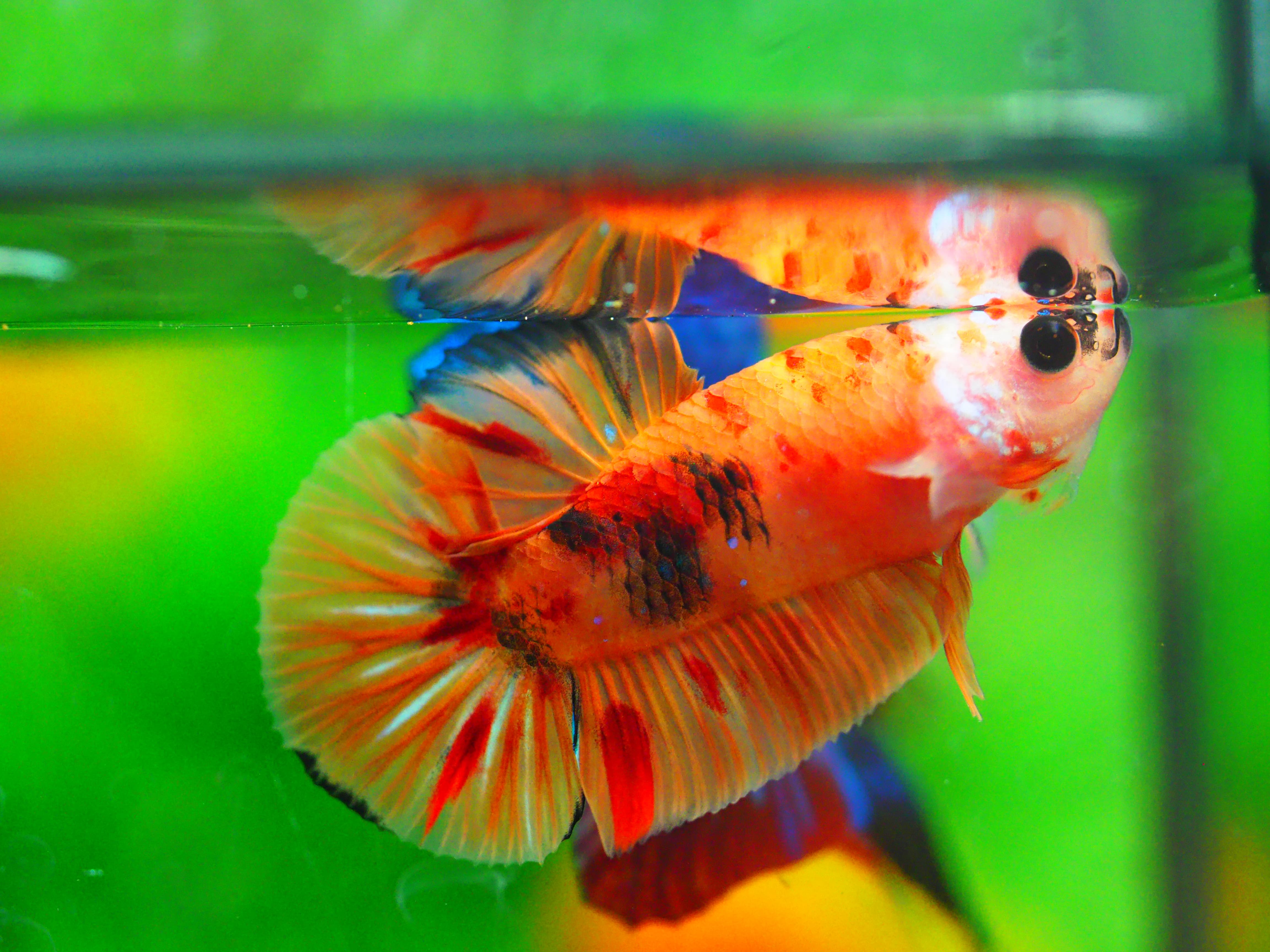 HMPK NEMO MALE GRADE A +++