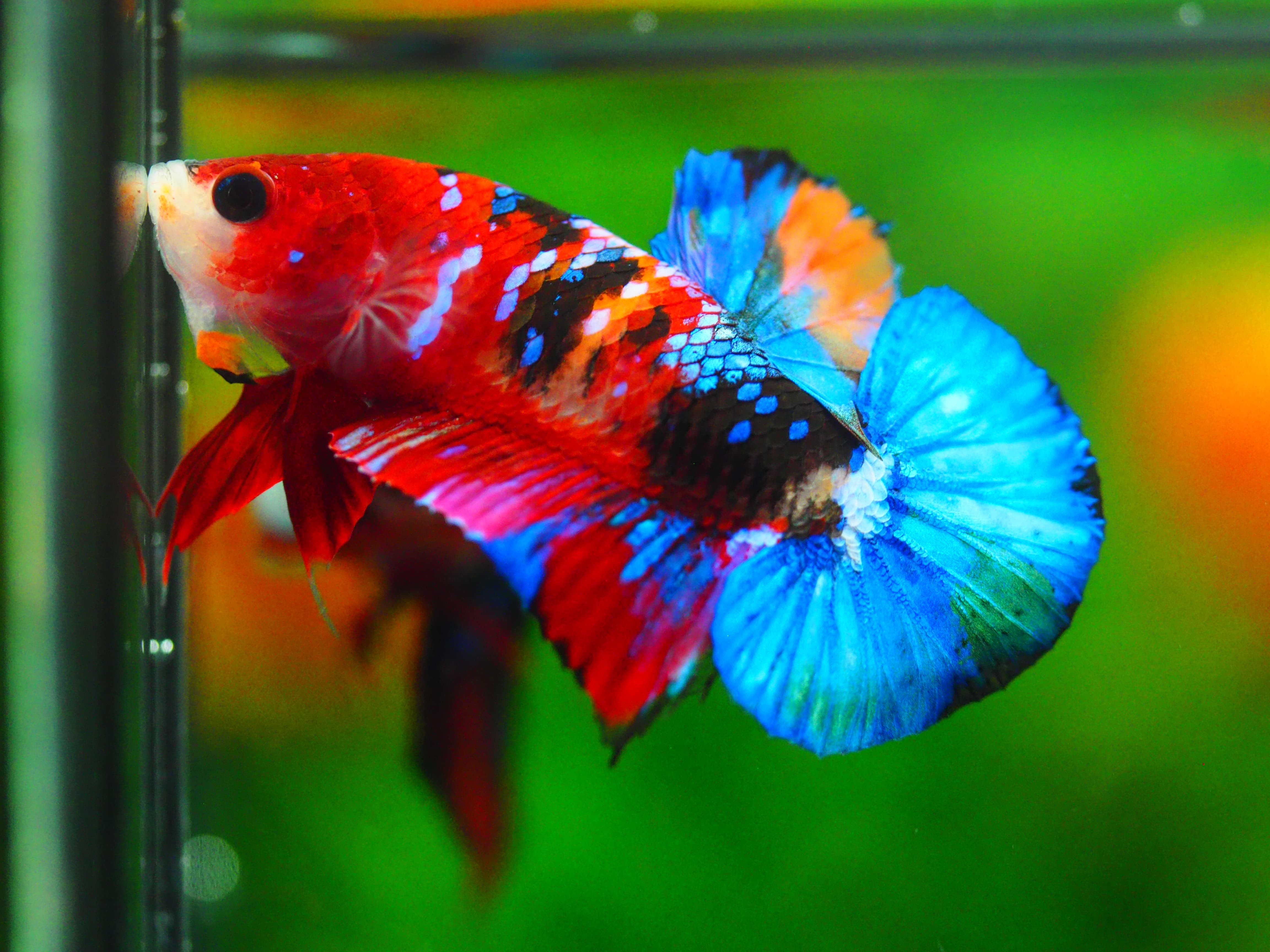 HMPK NEMO GALAXY MALE GRADE A++
