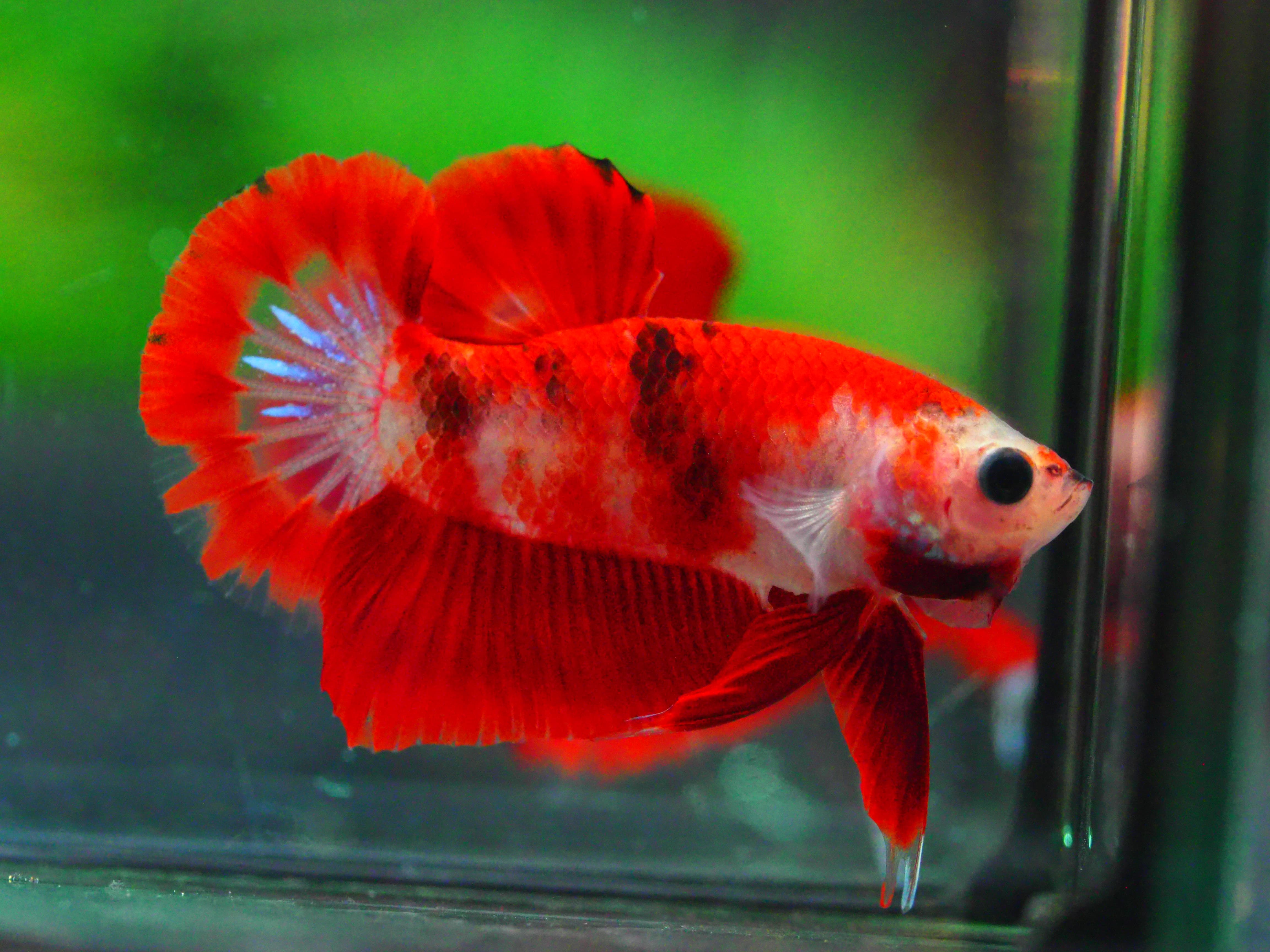 HMPK FANCY MALE GRADE A +++