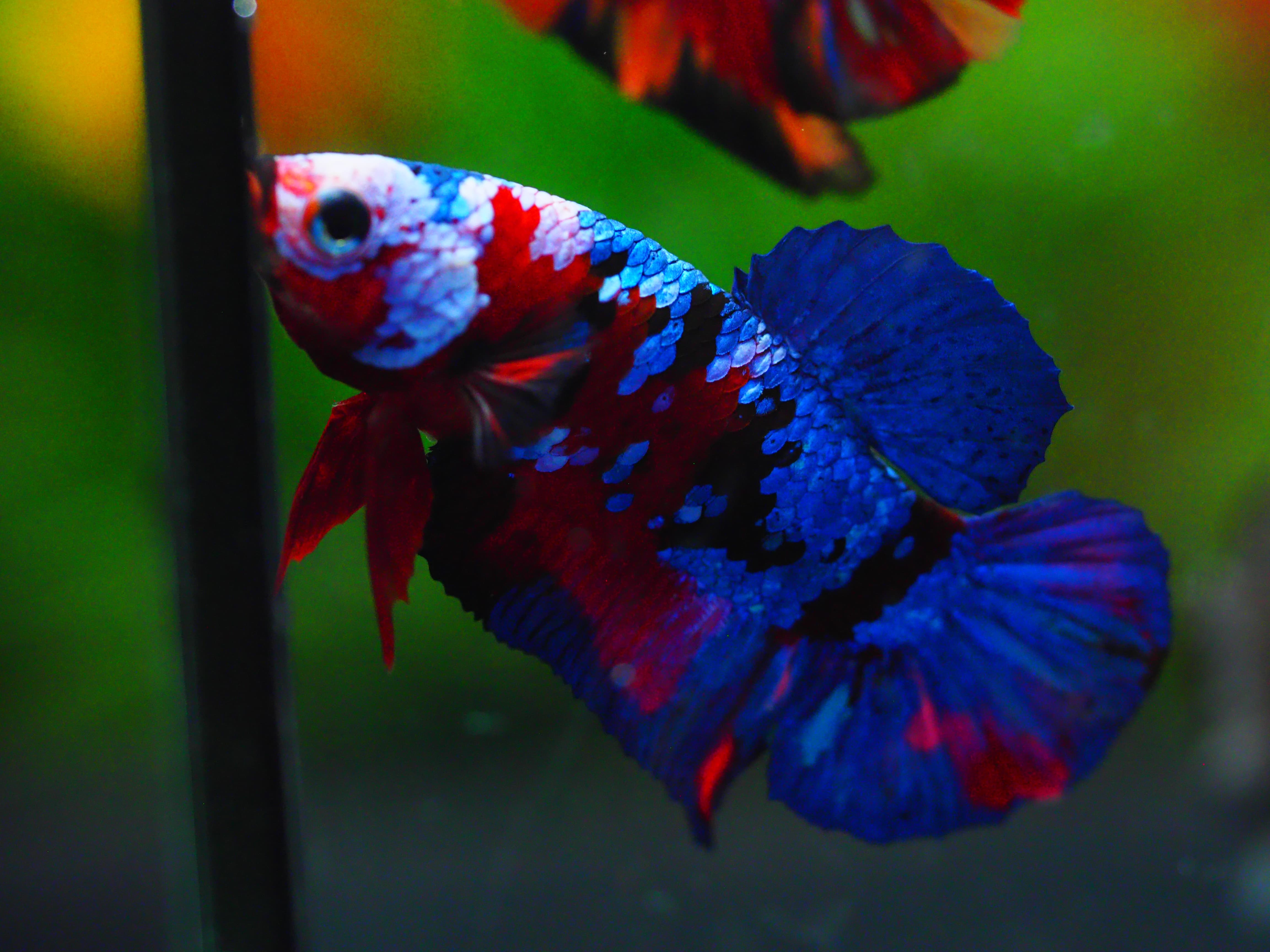 HMPK KOI GALAXY MALE GRADE A +++