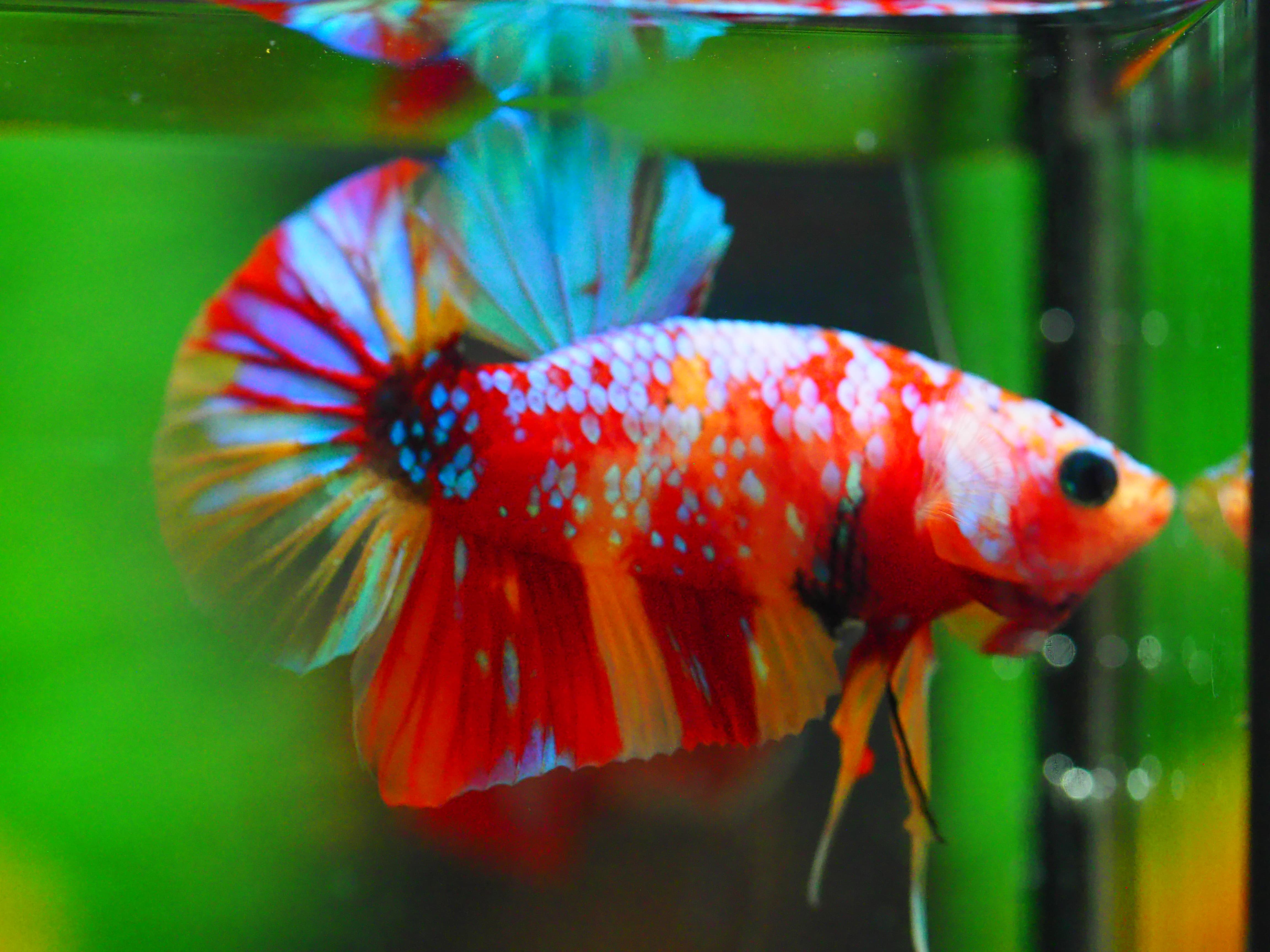 HMPK NEMO GALAXY MALE GRADE A +++