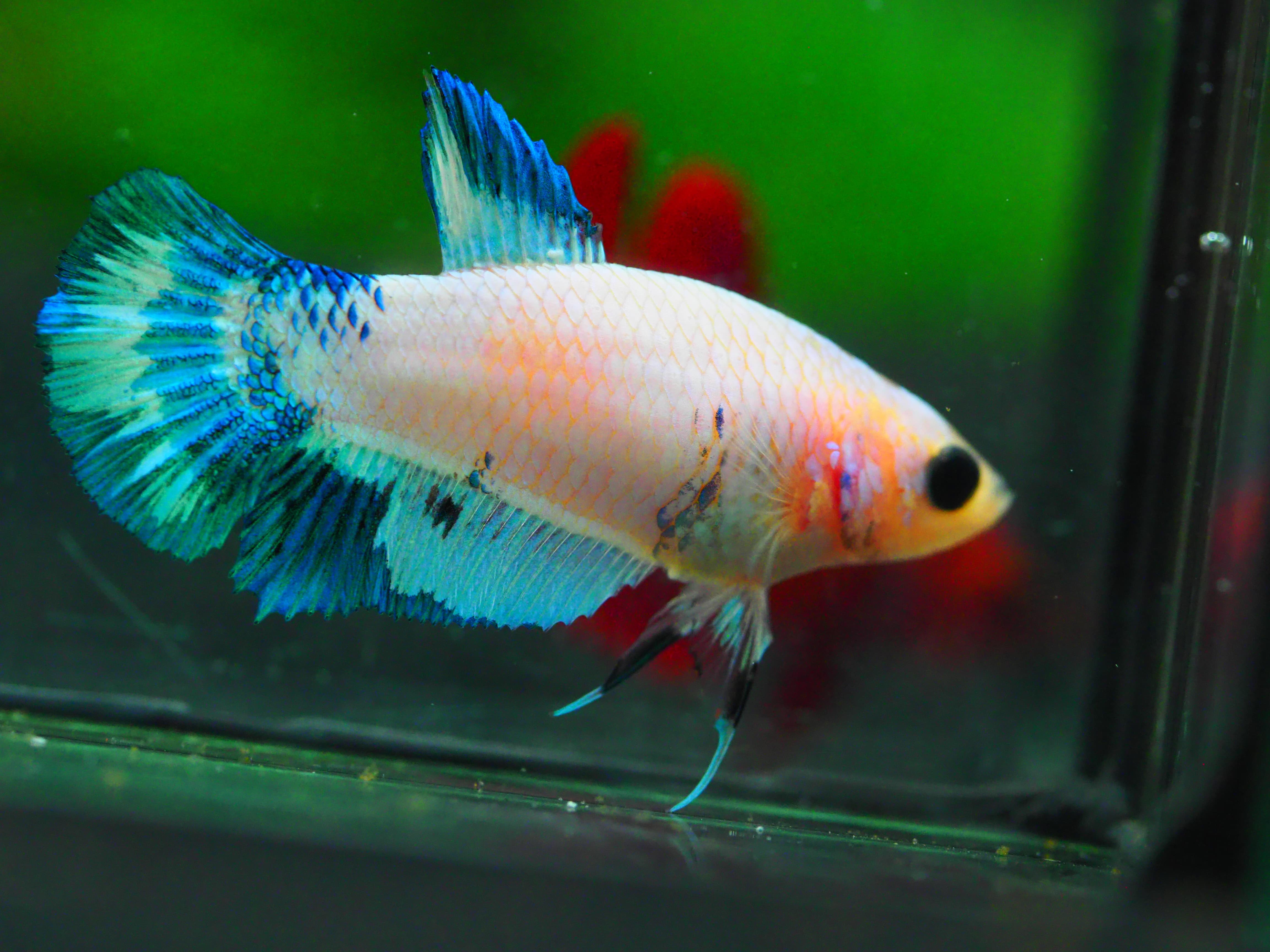 HMPK FANCY FNMALE GRADE A +++