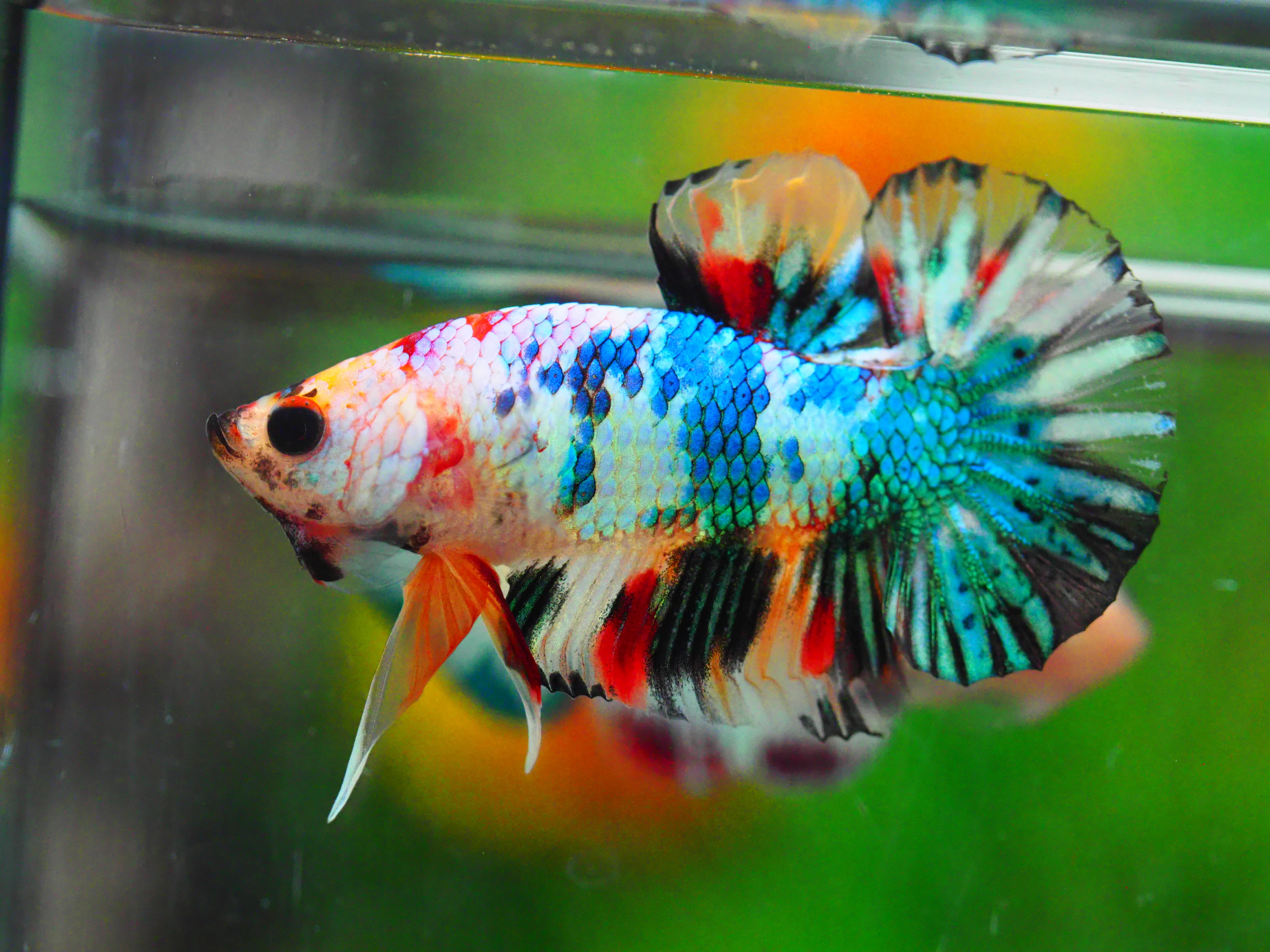 HMPK KOI GALAXY MALE GRADE A +++