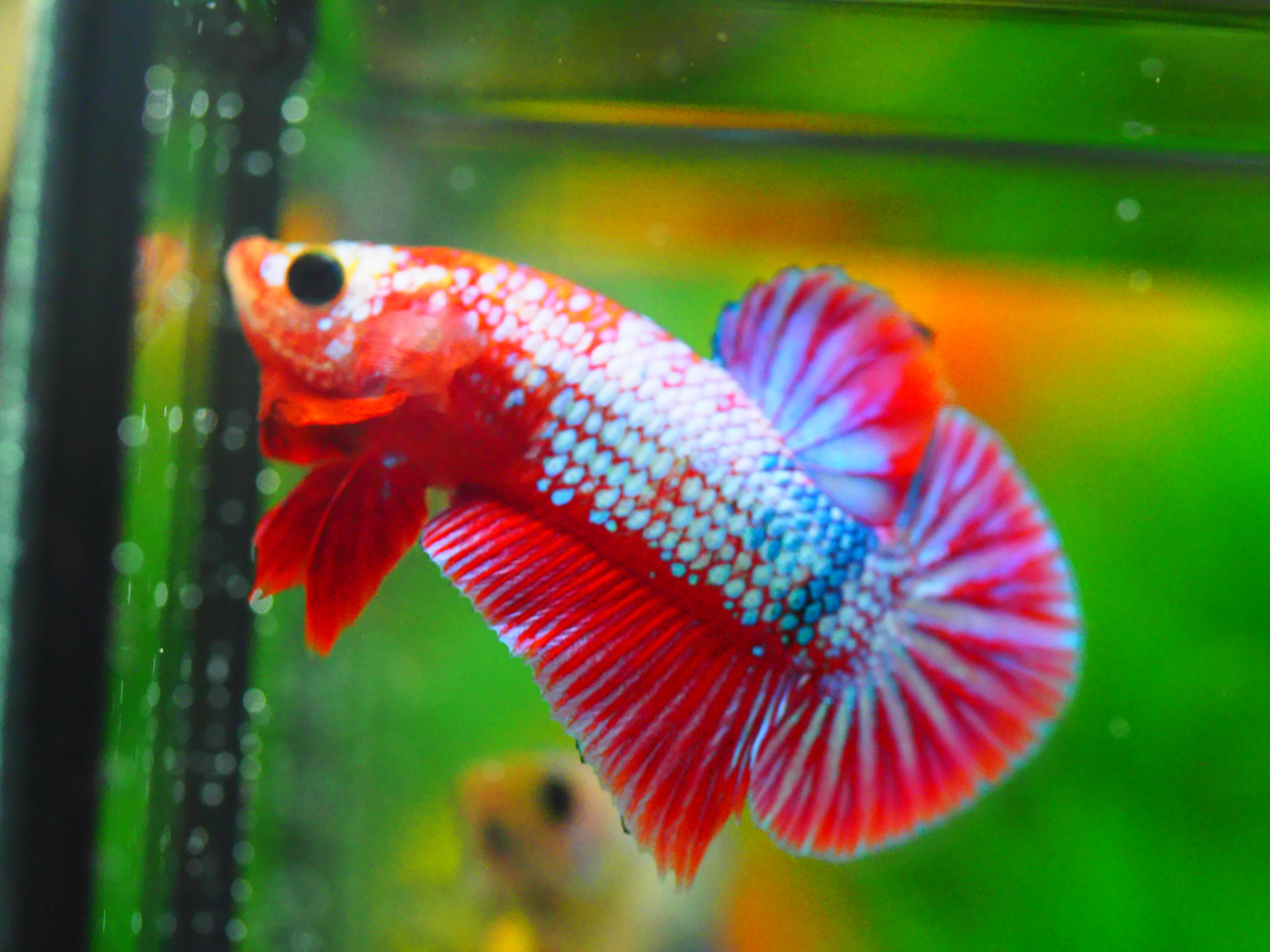 HMPK FANCY MALE GRADE A +++