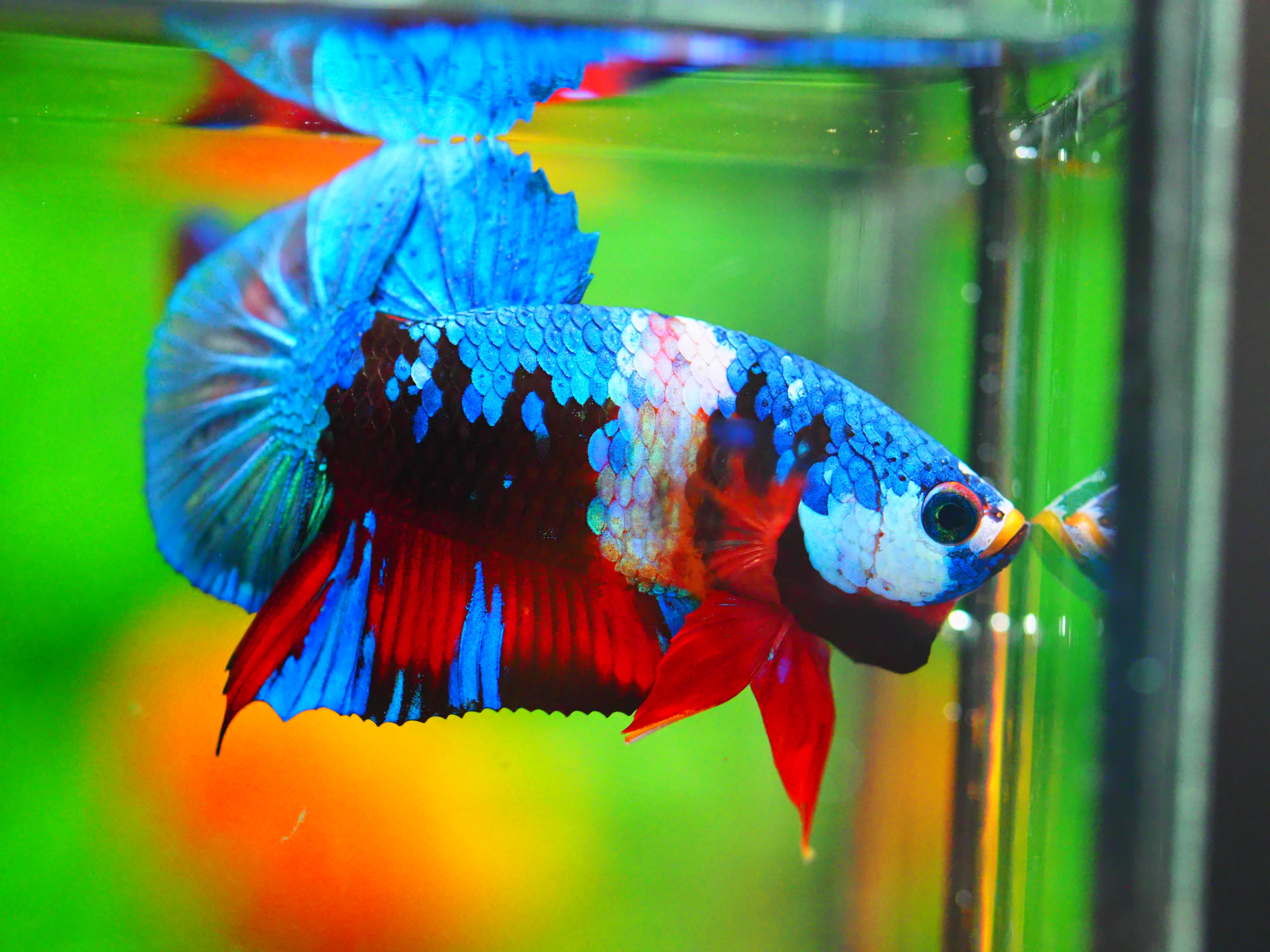 HMPK KOI GALAXY MALE GRADE A +++