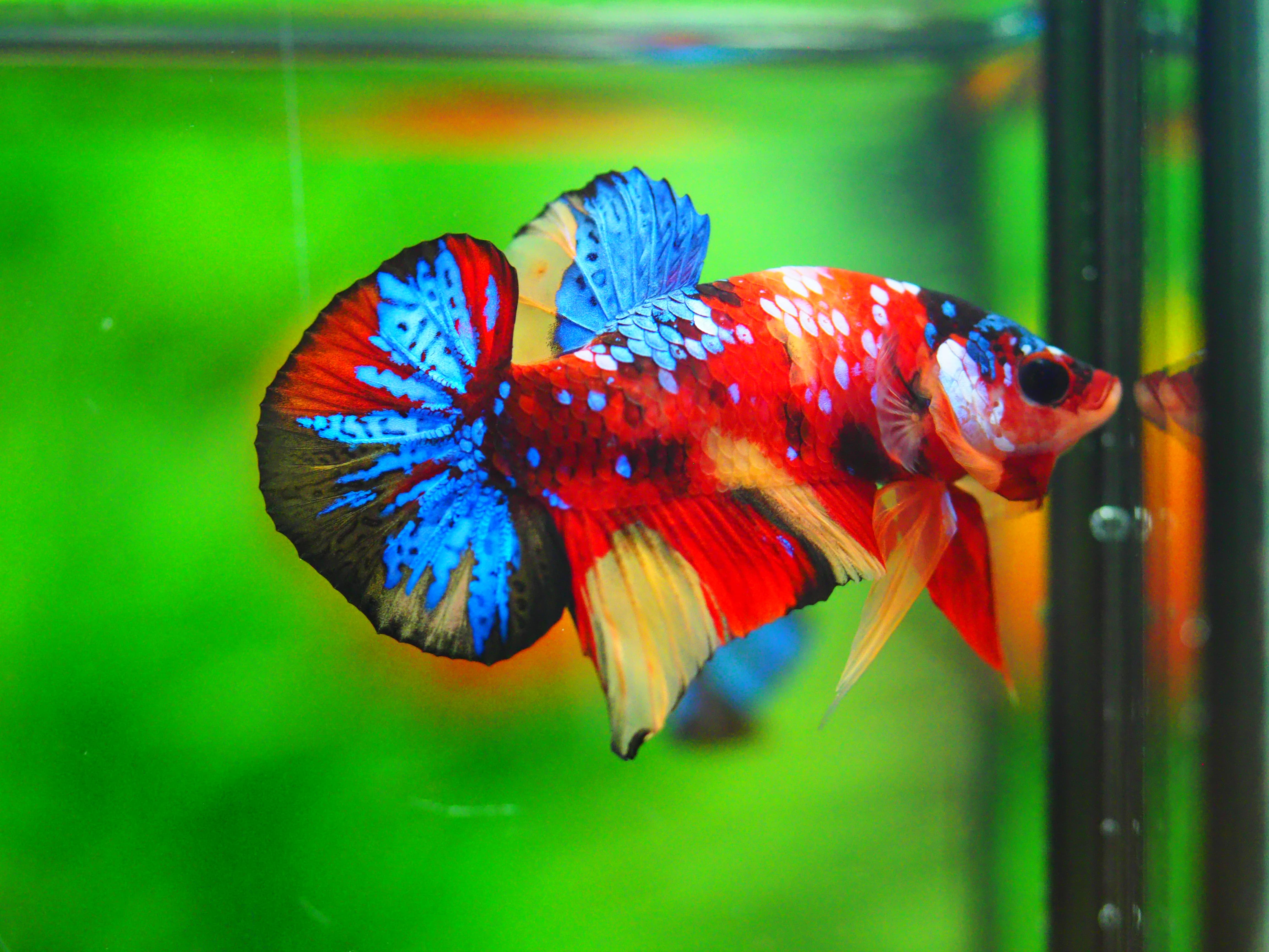 HMPK KOI GALAXY MALE GRADE A +++