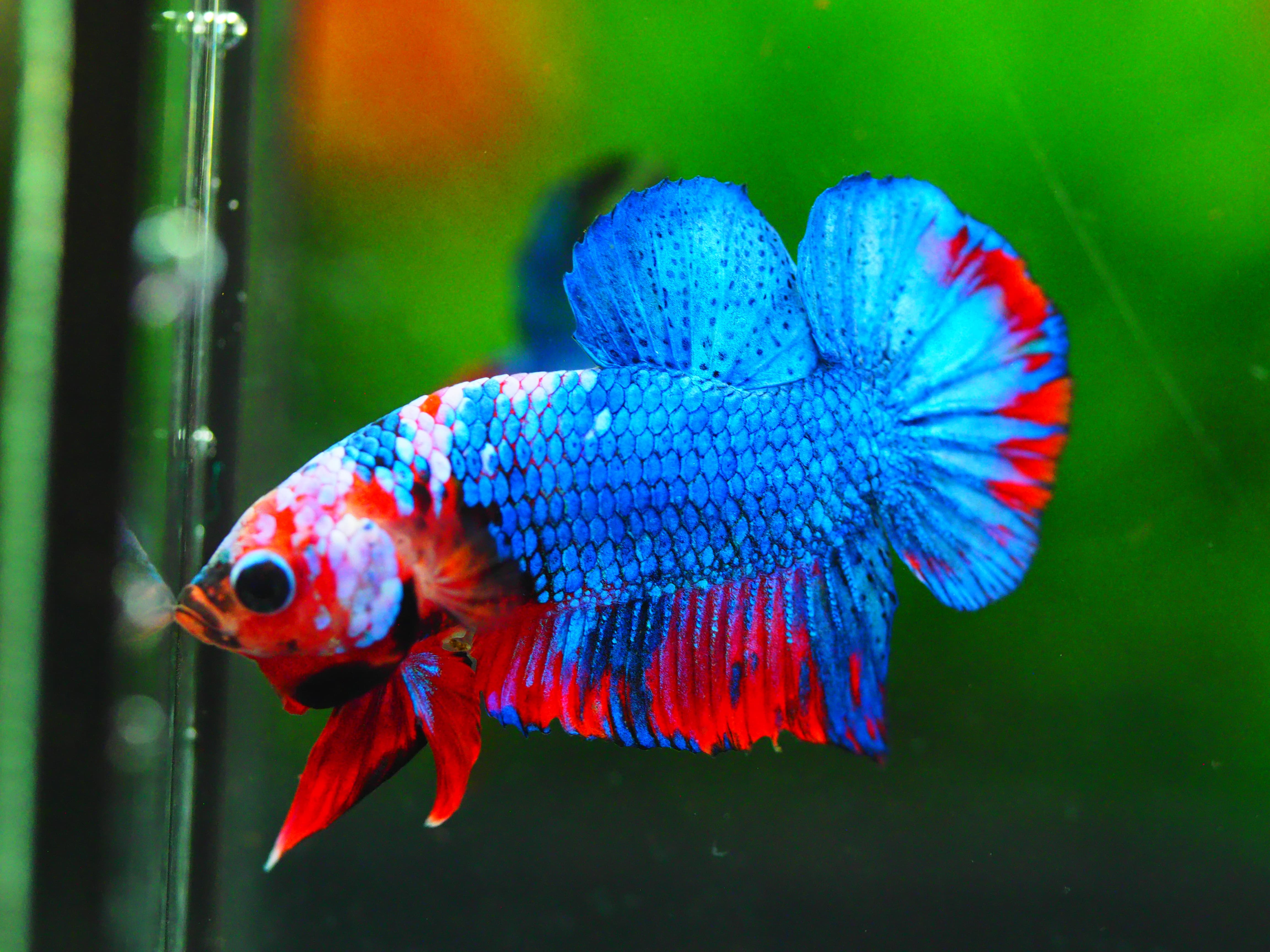 HMPK KOI GALAXY MALE GRADE A +++