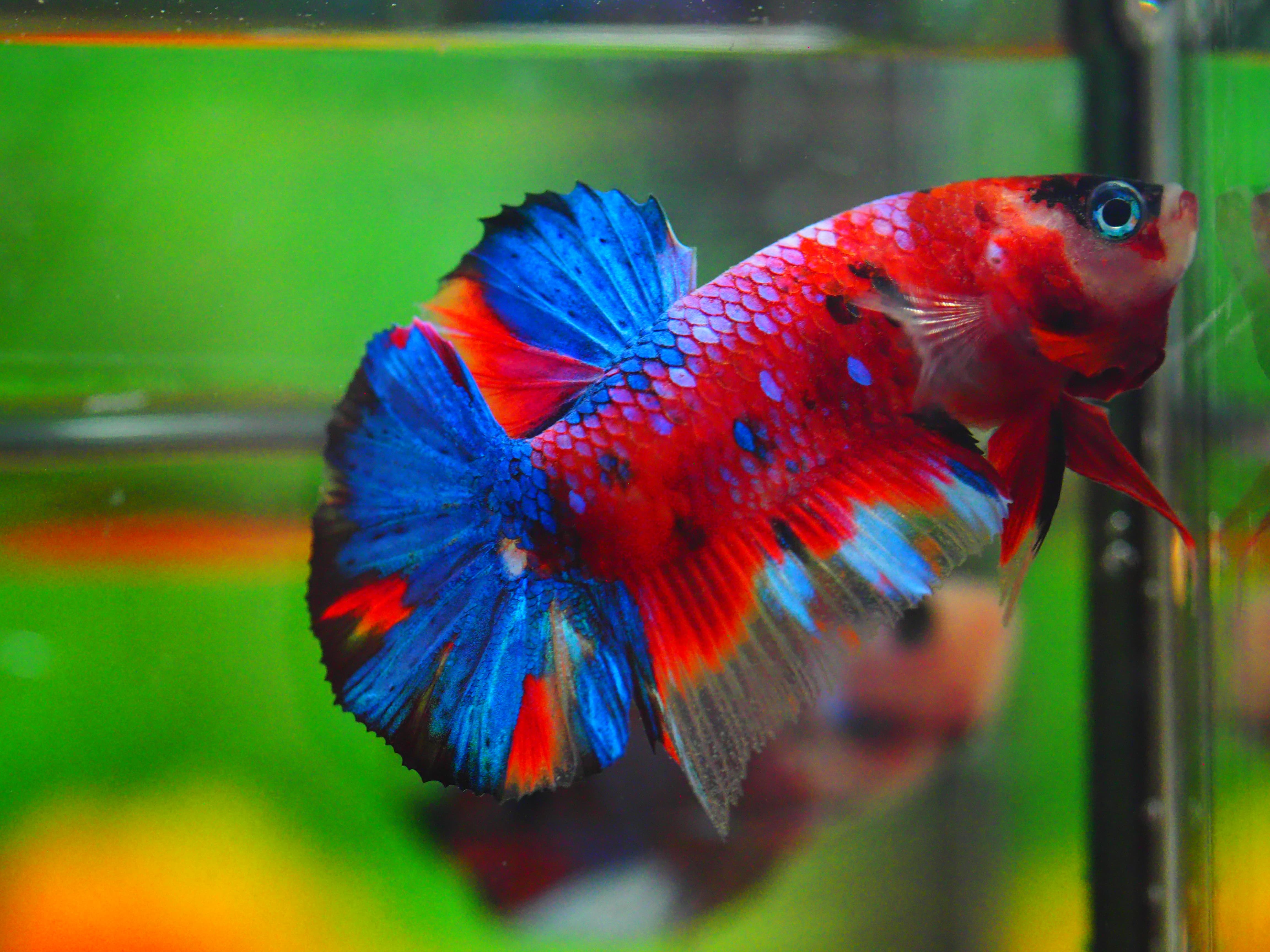 HMPK KOI GALAXY MALE GRADE A++