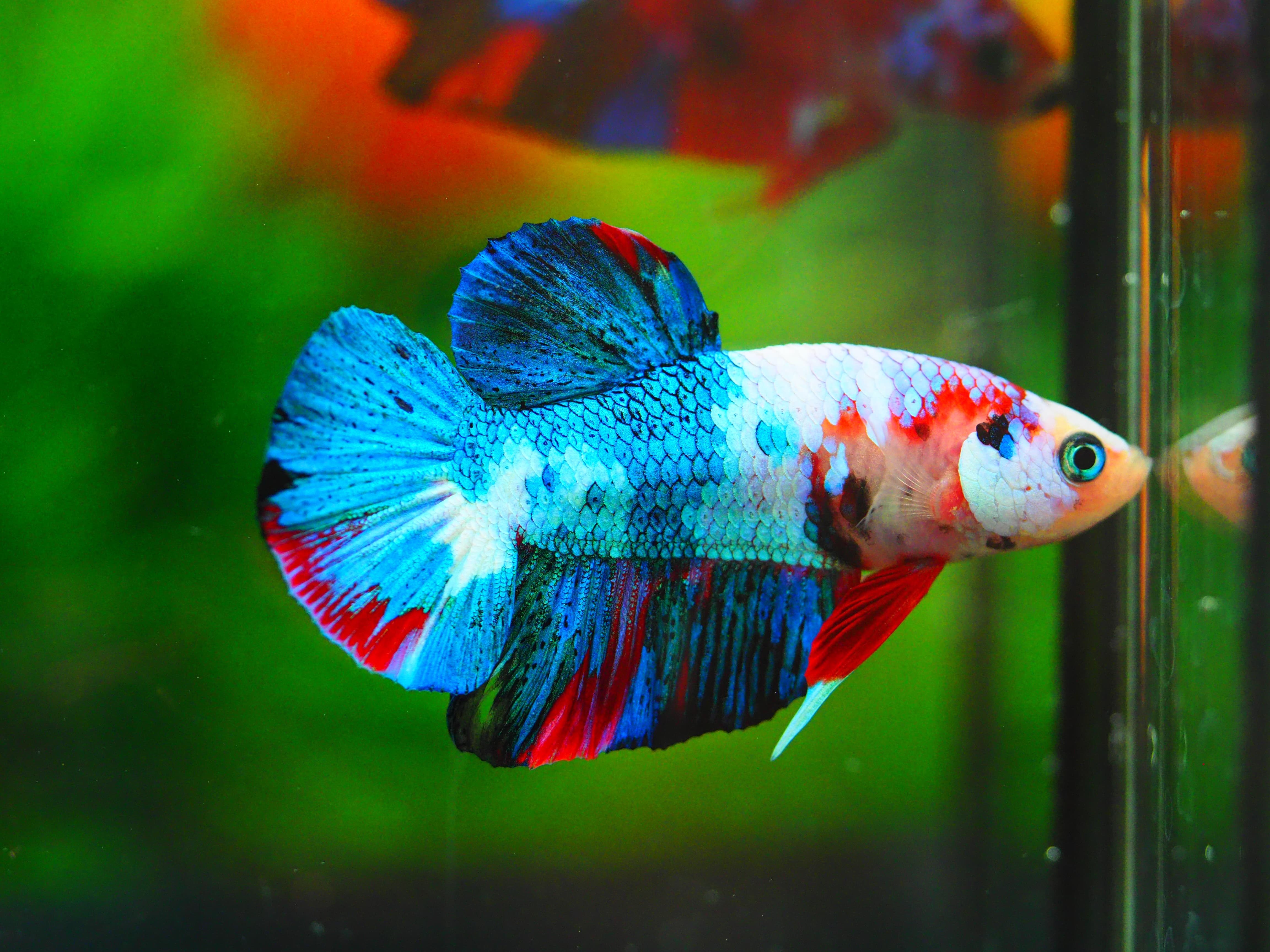 HMPK KOI GALAXY MALE GRADE A+++ ปลาเด็ก