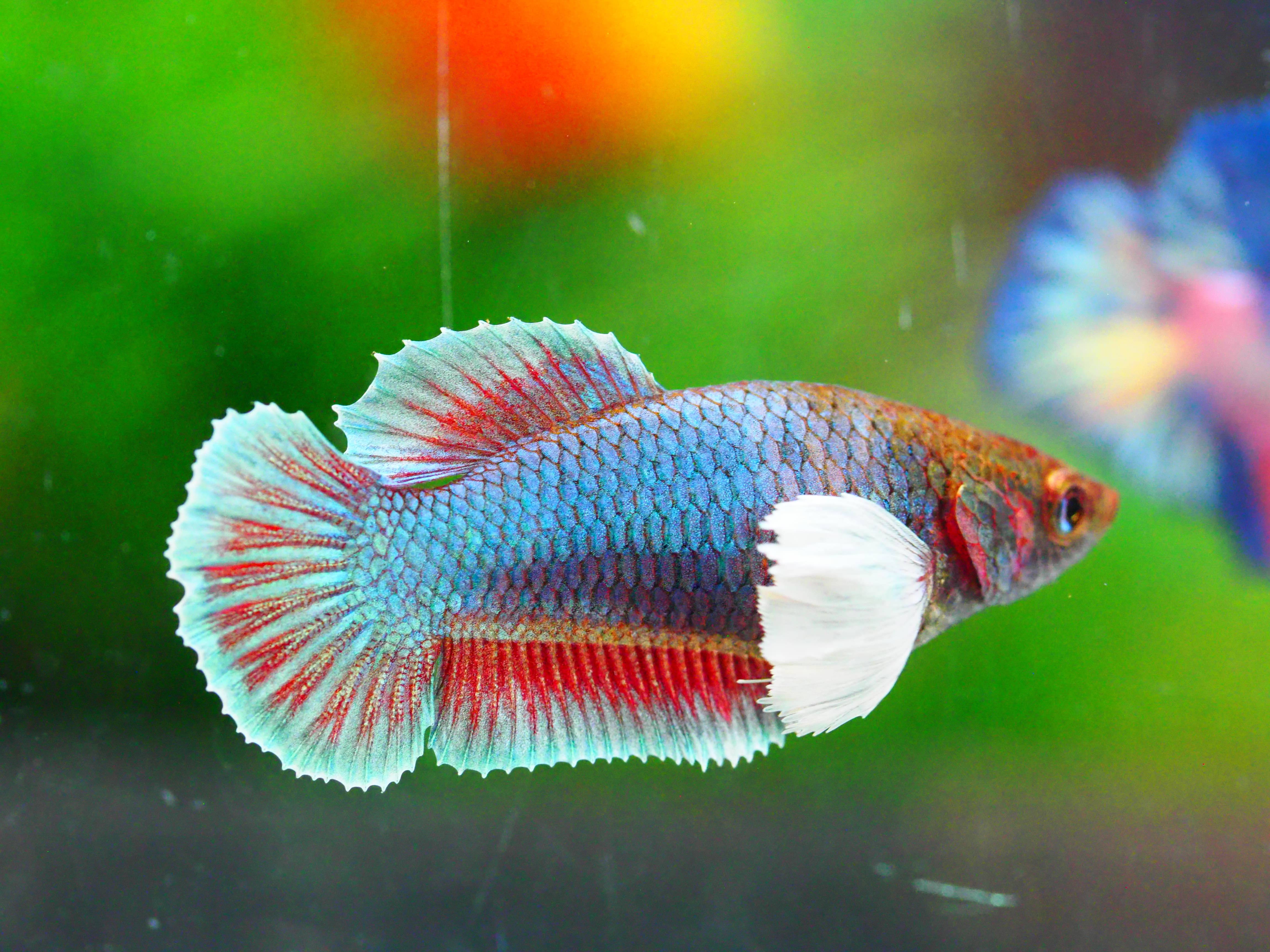 HMPK DUMBO FNMALE GRADE A +++