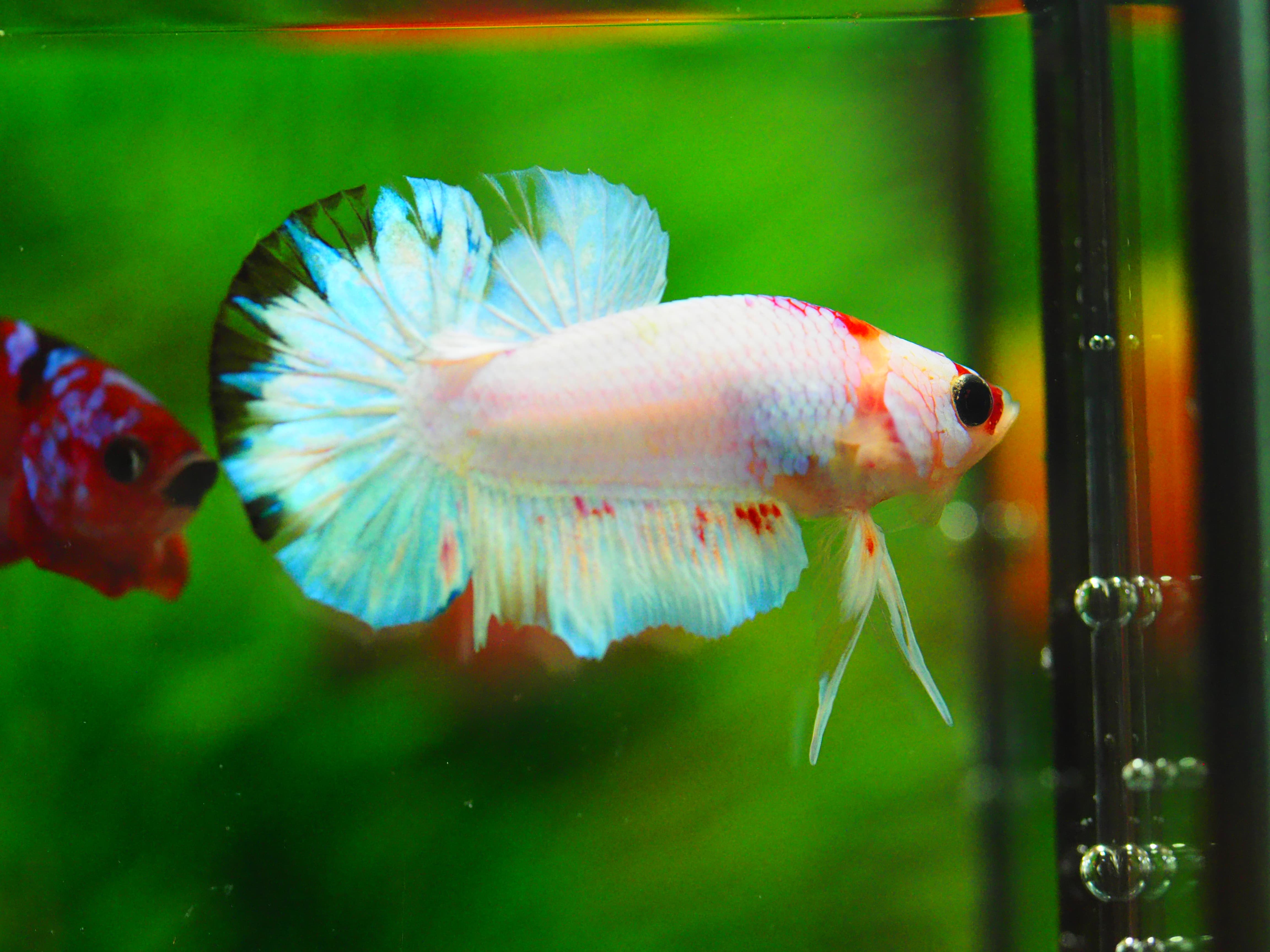 HMPK KOI FANCY MALE GRADE A+++ ปลาเด็ก