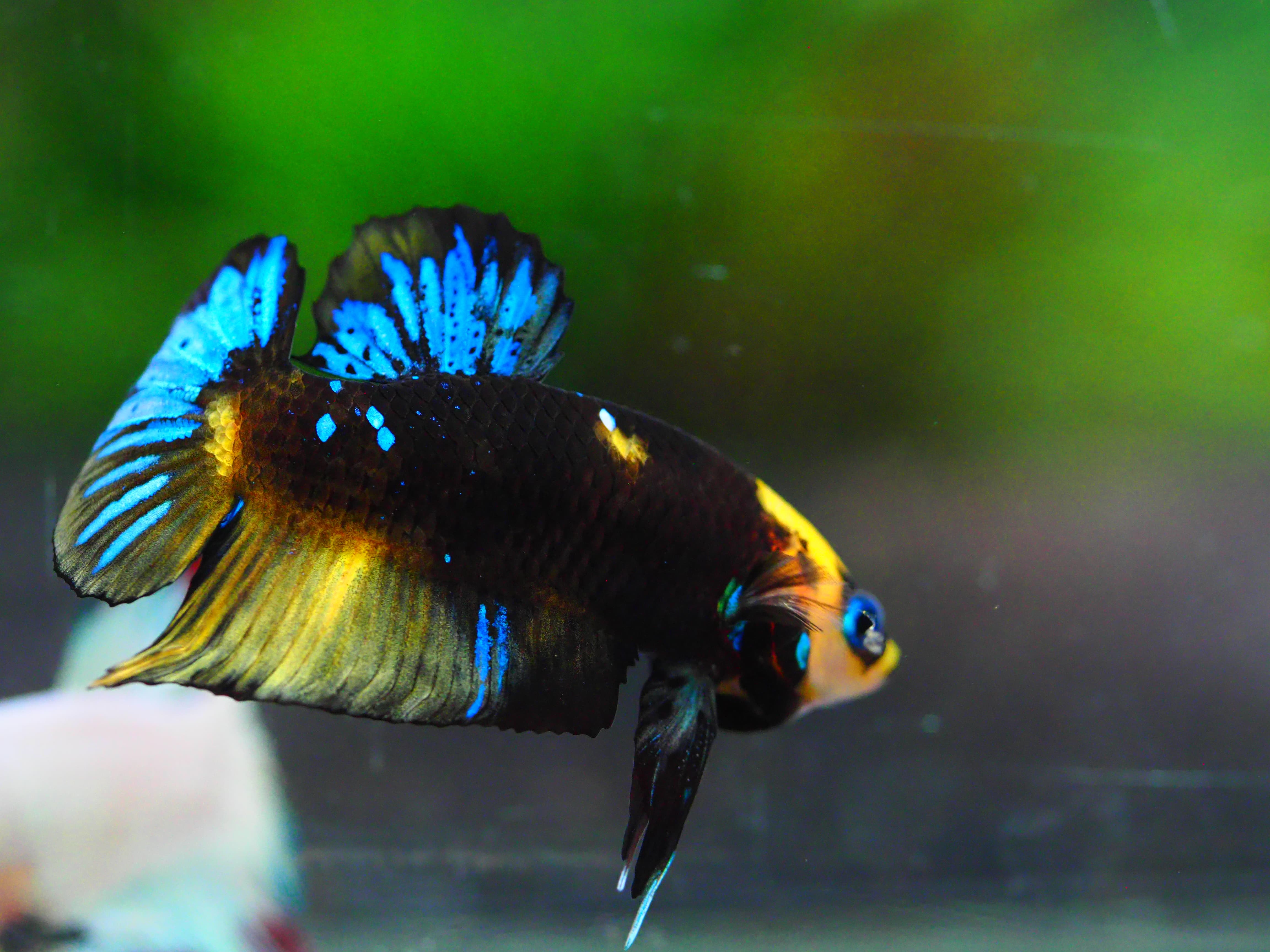 HMPK KOI GALAXY MALE GRADE A +++