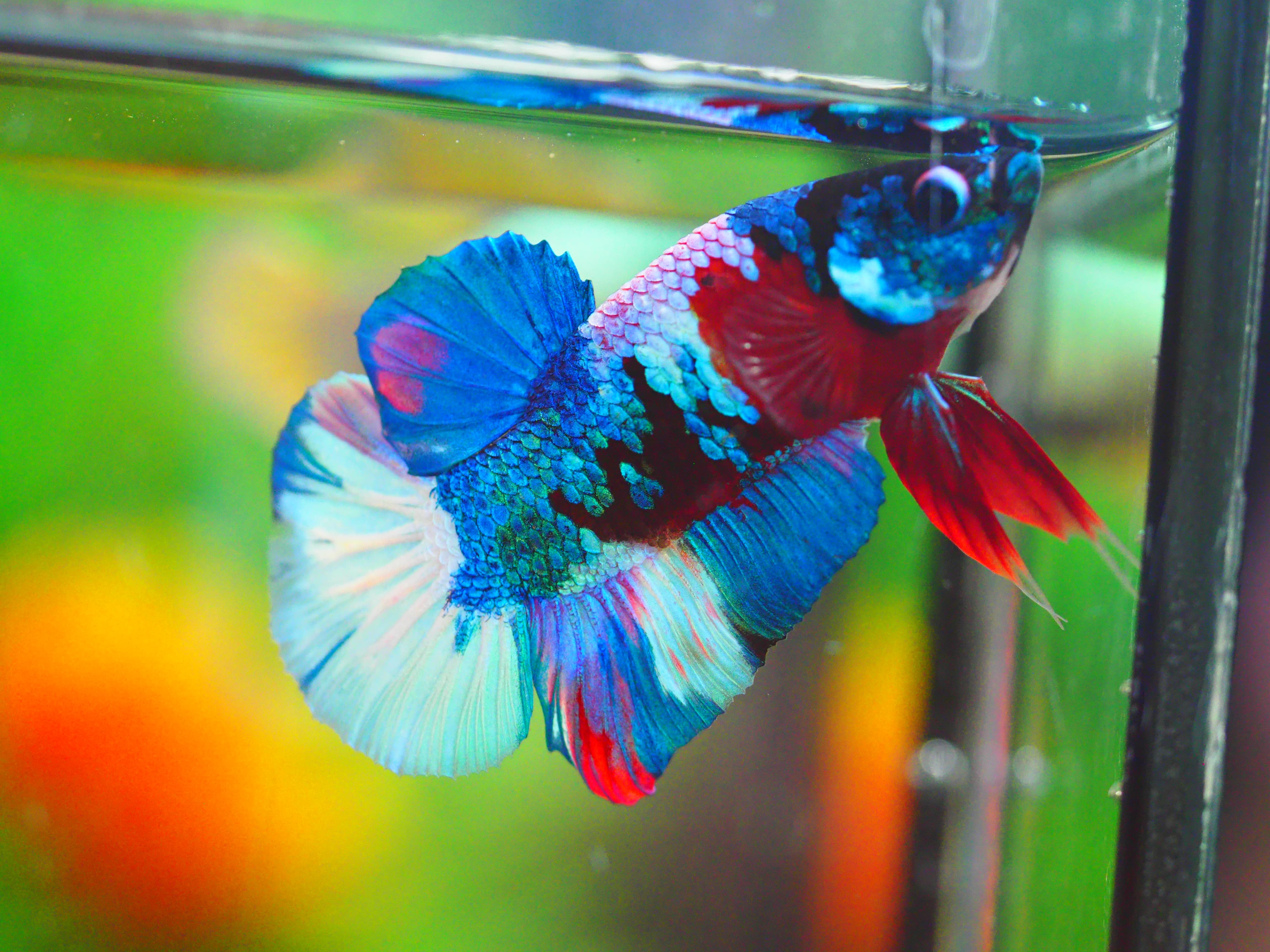 HMPK KOI GALAXY MALE GRADE A +++