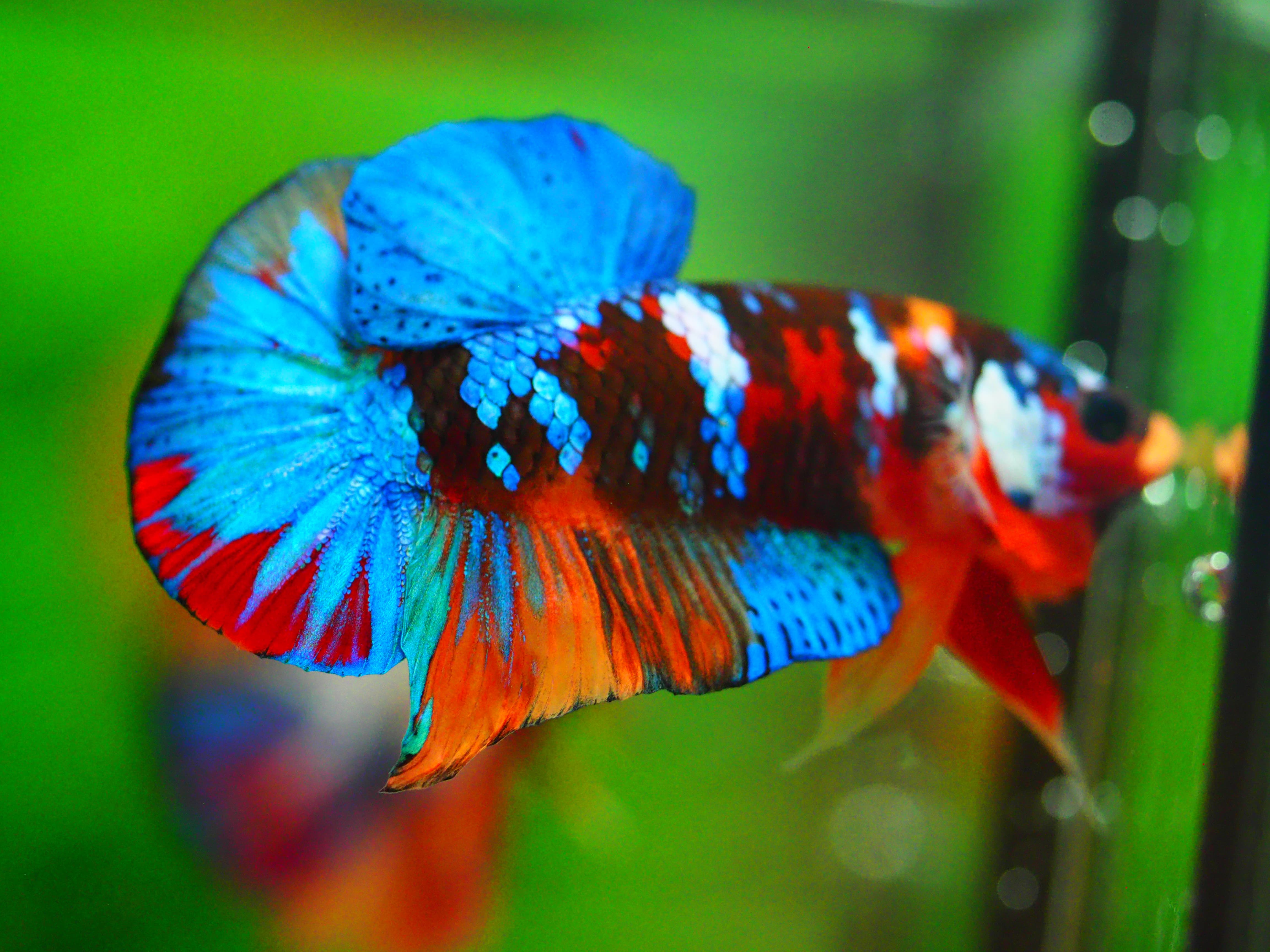 HMPK NEMO GALAXY MALE GRADE A +++