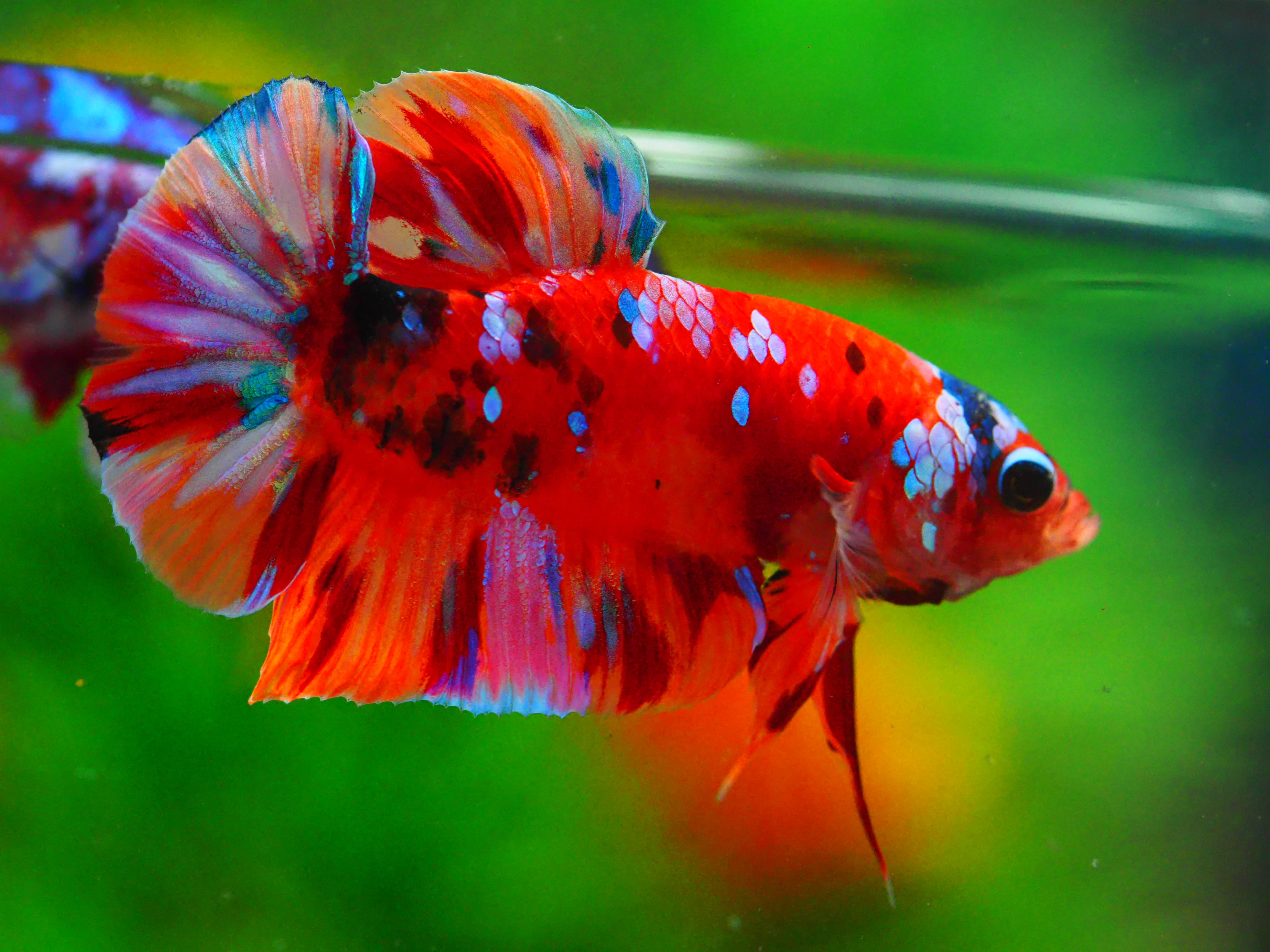 HMPK NONE GALAXY MALE GRADE A +++