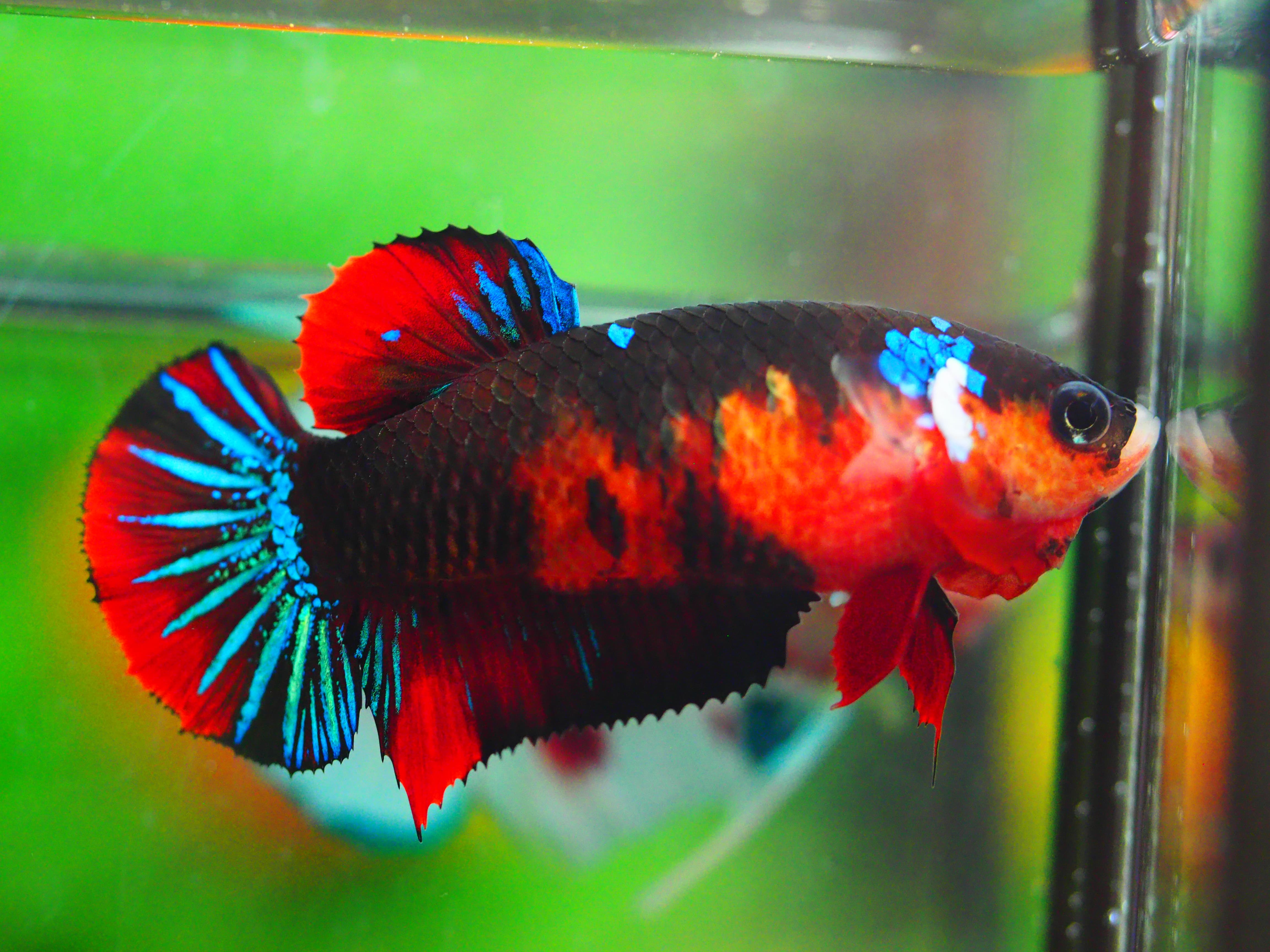 HMPK KOI GALAXY FNMALE GRADE A +++