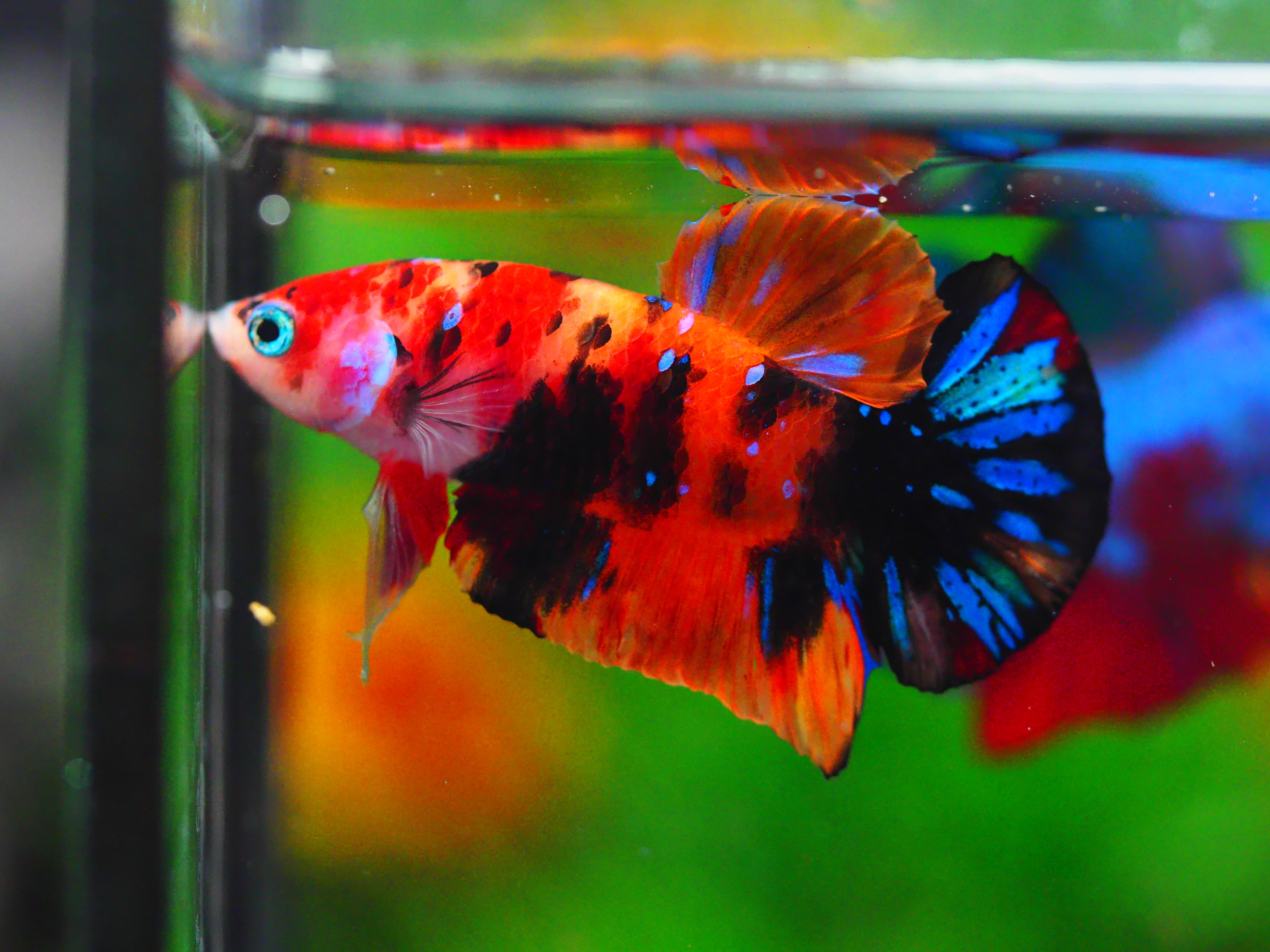 HMPK NEMO GALAXY MALE GRADE A +++