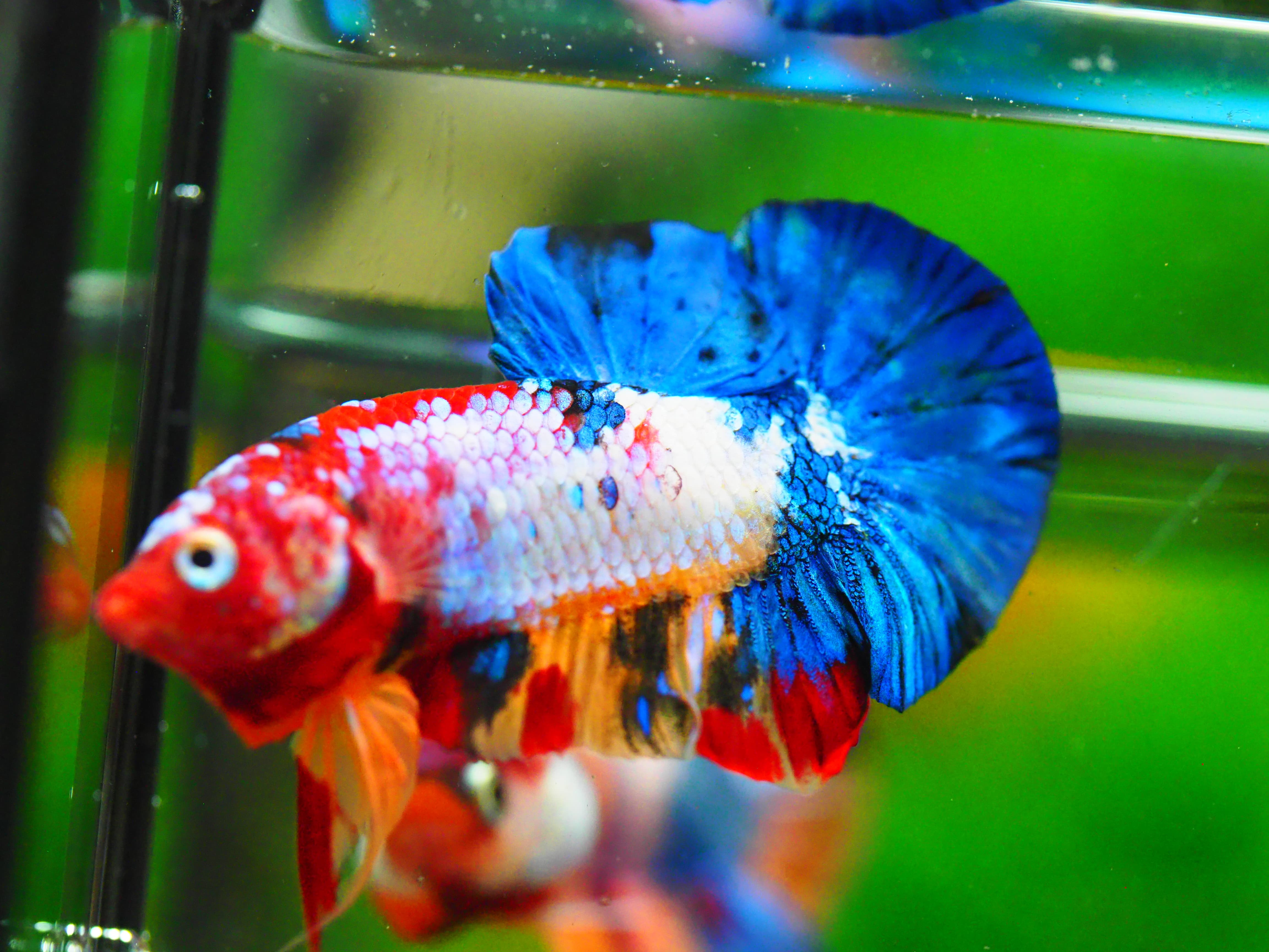 HMPK KOI GALAXY MALE GRADE A +++