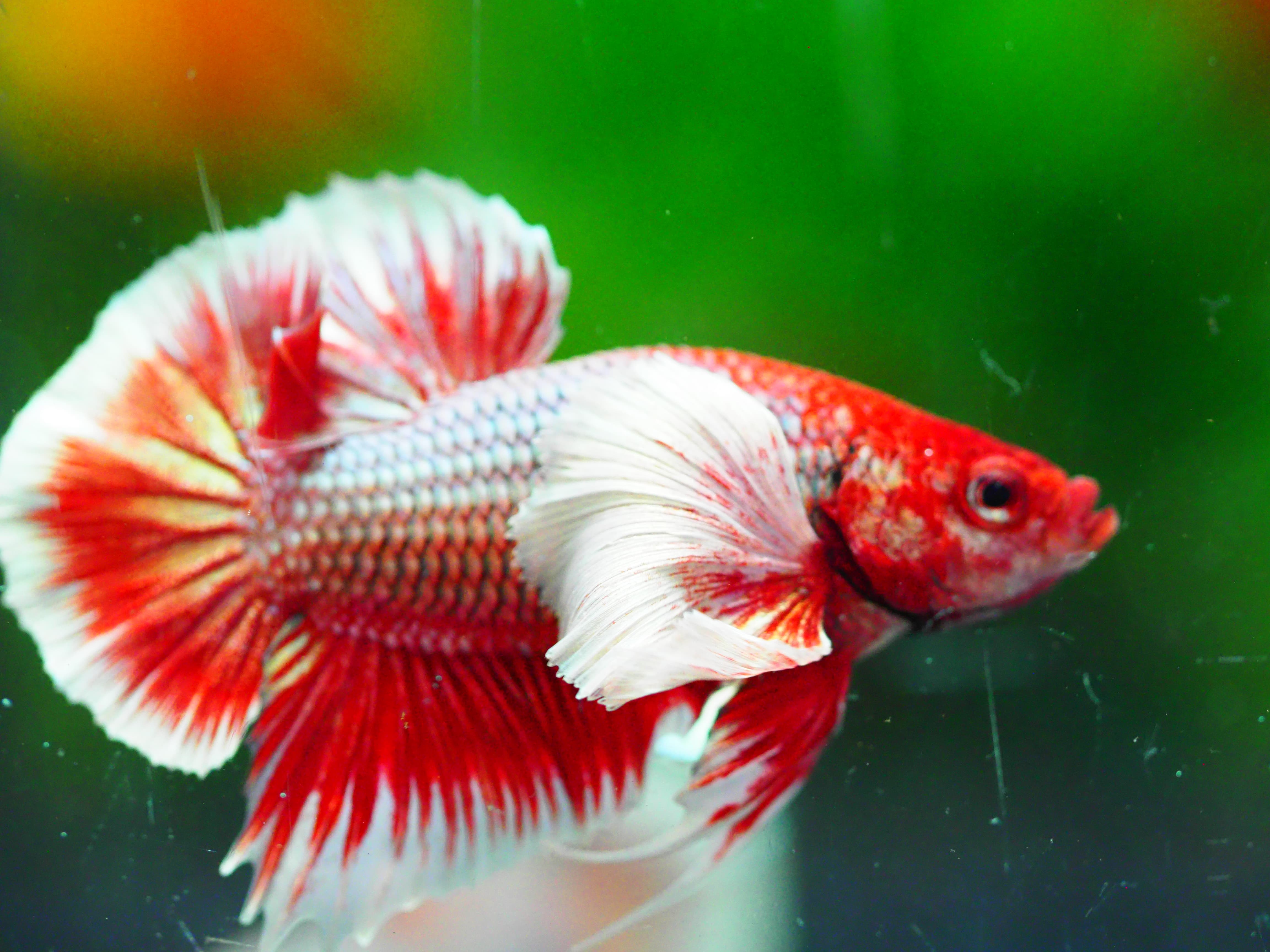 HMPK DUMBO MALE GRADE A +++