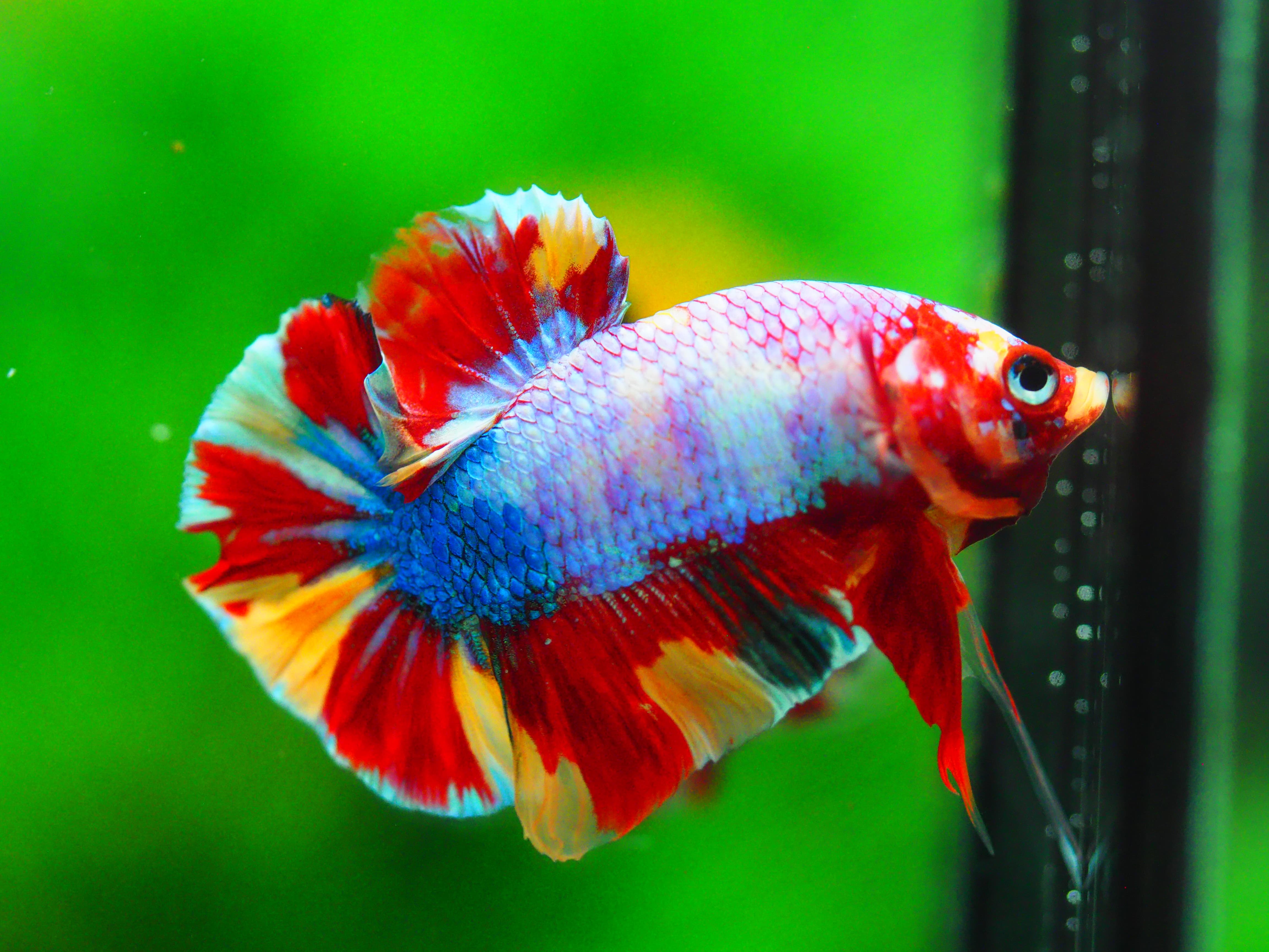 HMPK KOI GALAXY MALE GRADE A +++