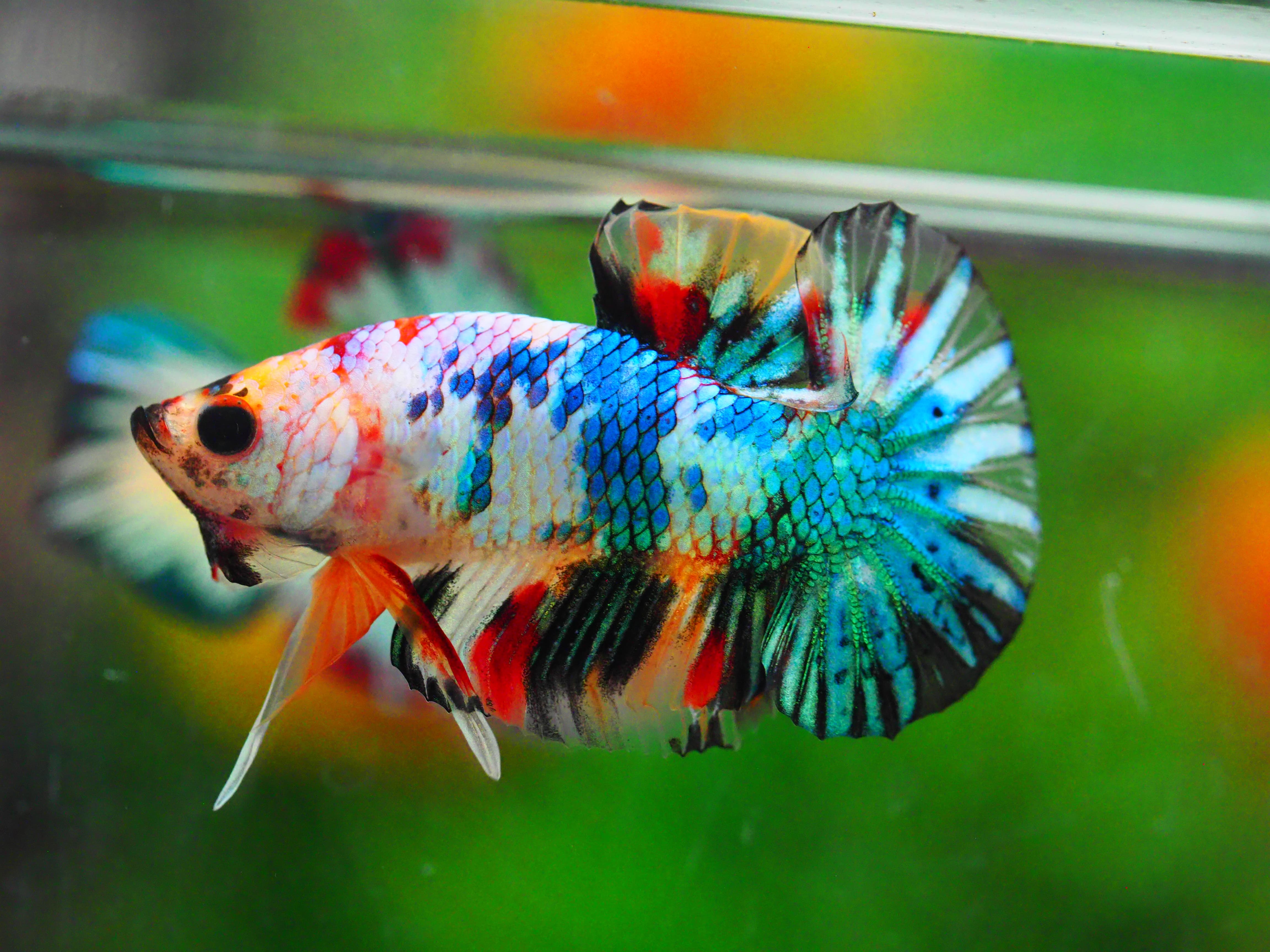 HMPK KOI GALAXY MALE GRADE A +++