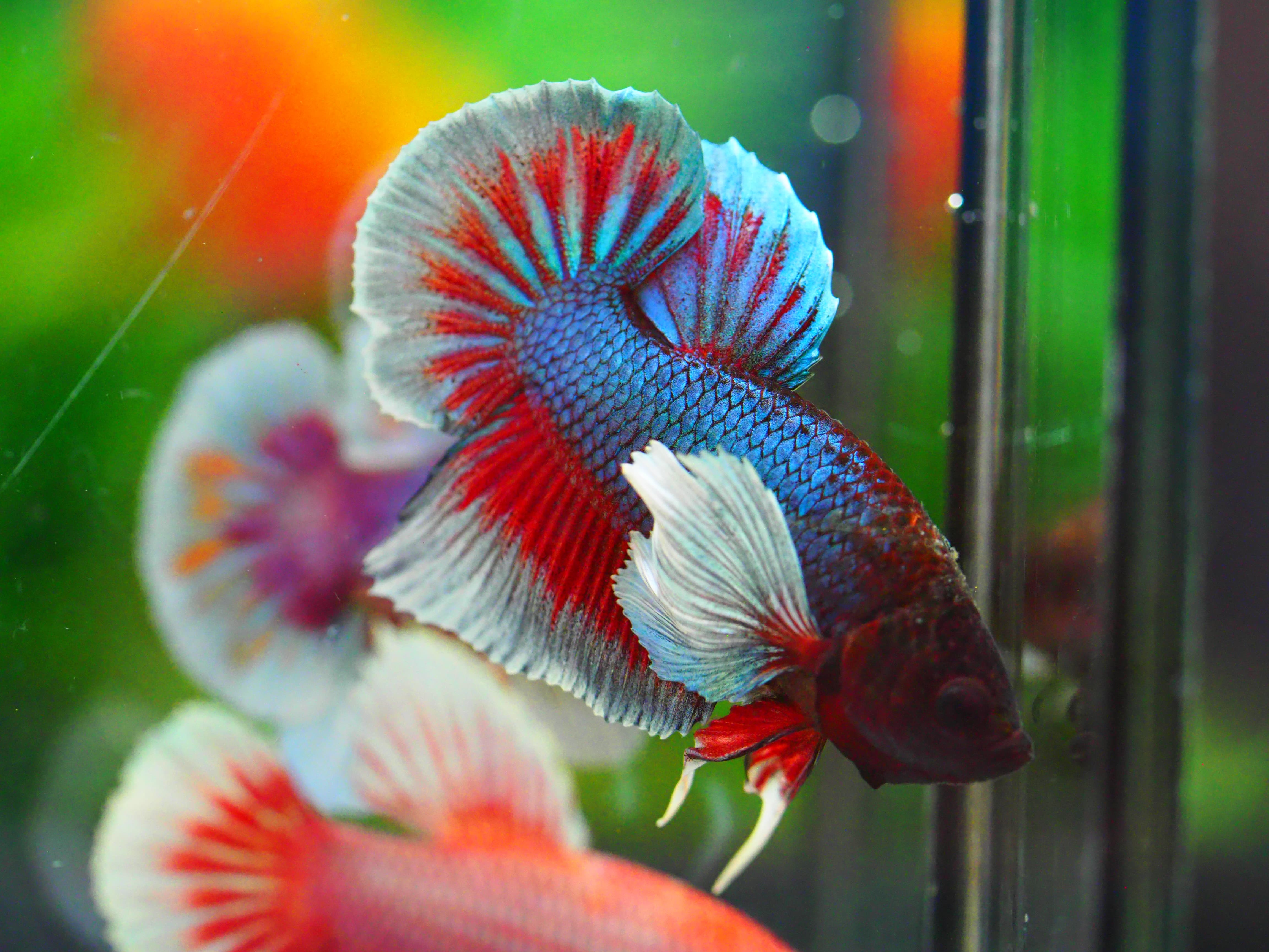 HMPK DUMBO MALE GRADE A +++