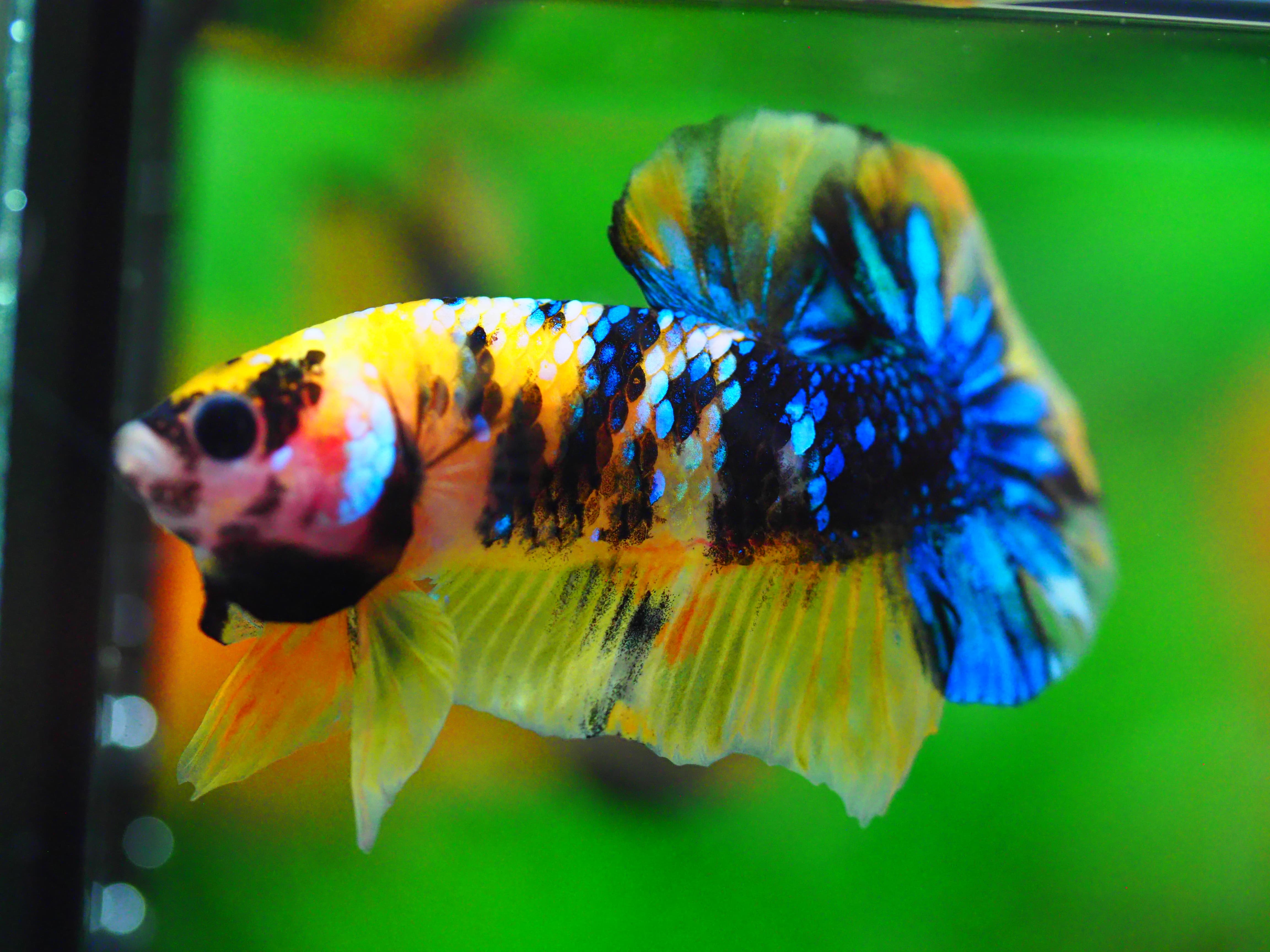 HMPK KOI GALAXY MALE GRADE A +++