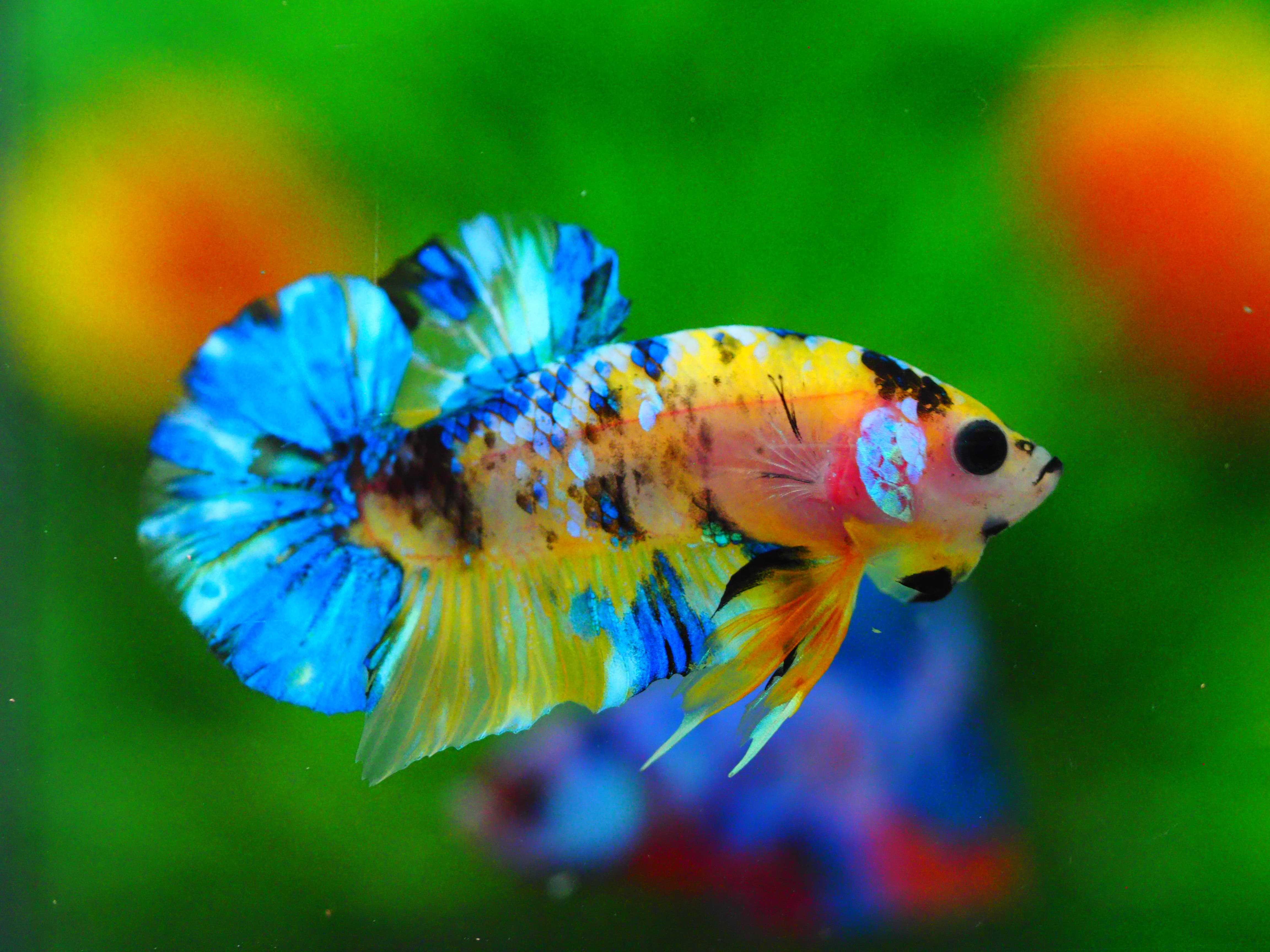 HMPK KOI YELLOW MALE GRADE A +++