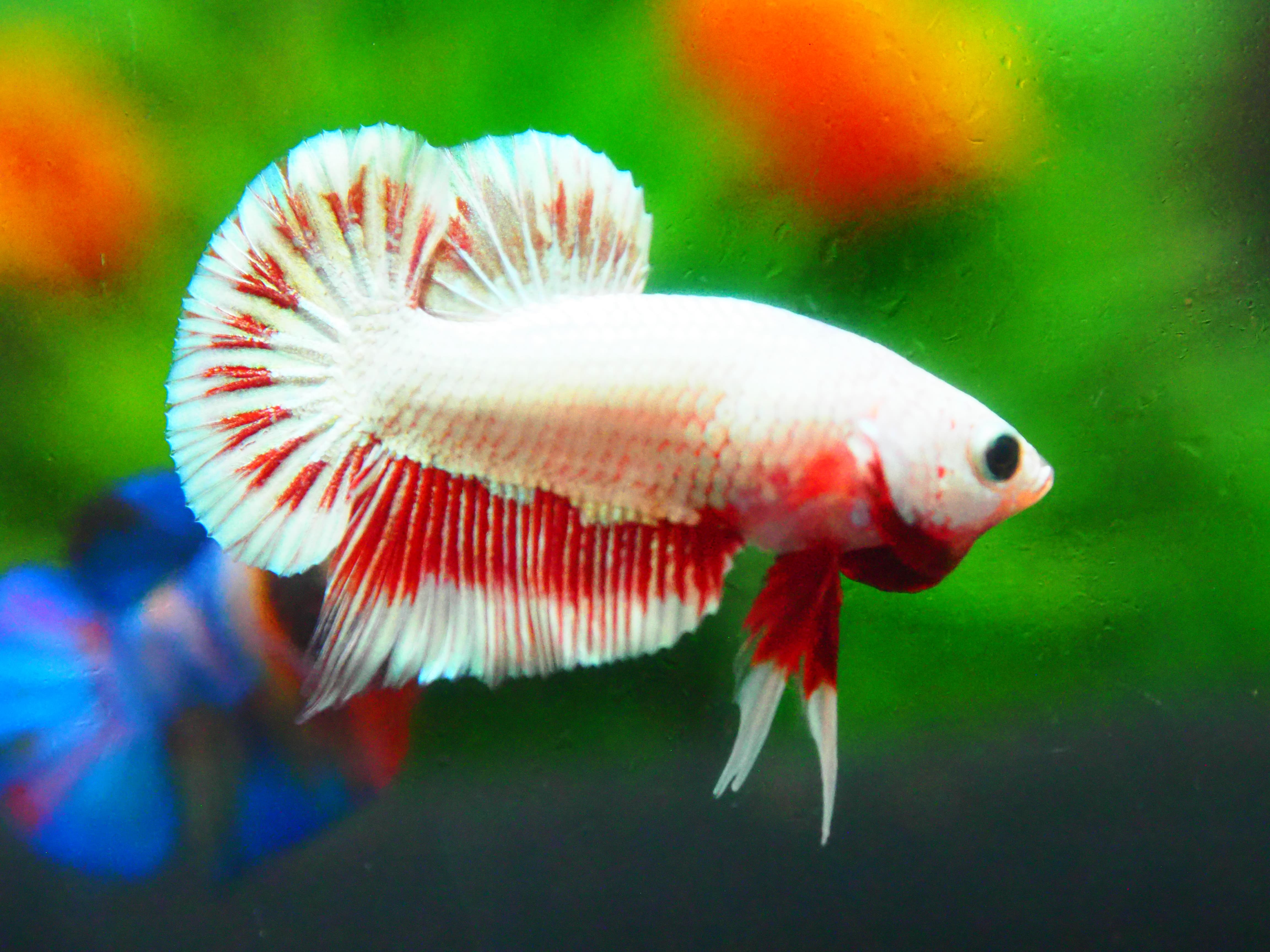 HMPK COPPER FANCY MALE GRADE A +++